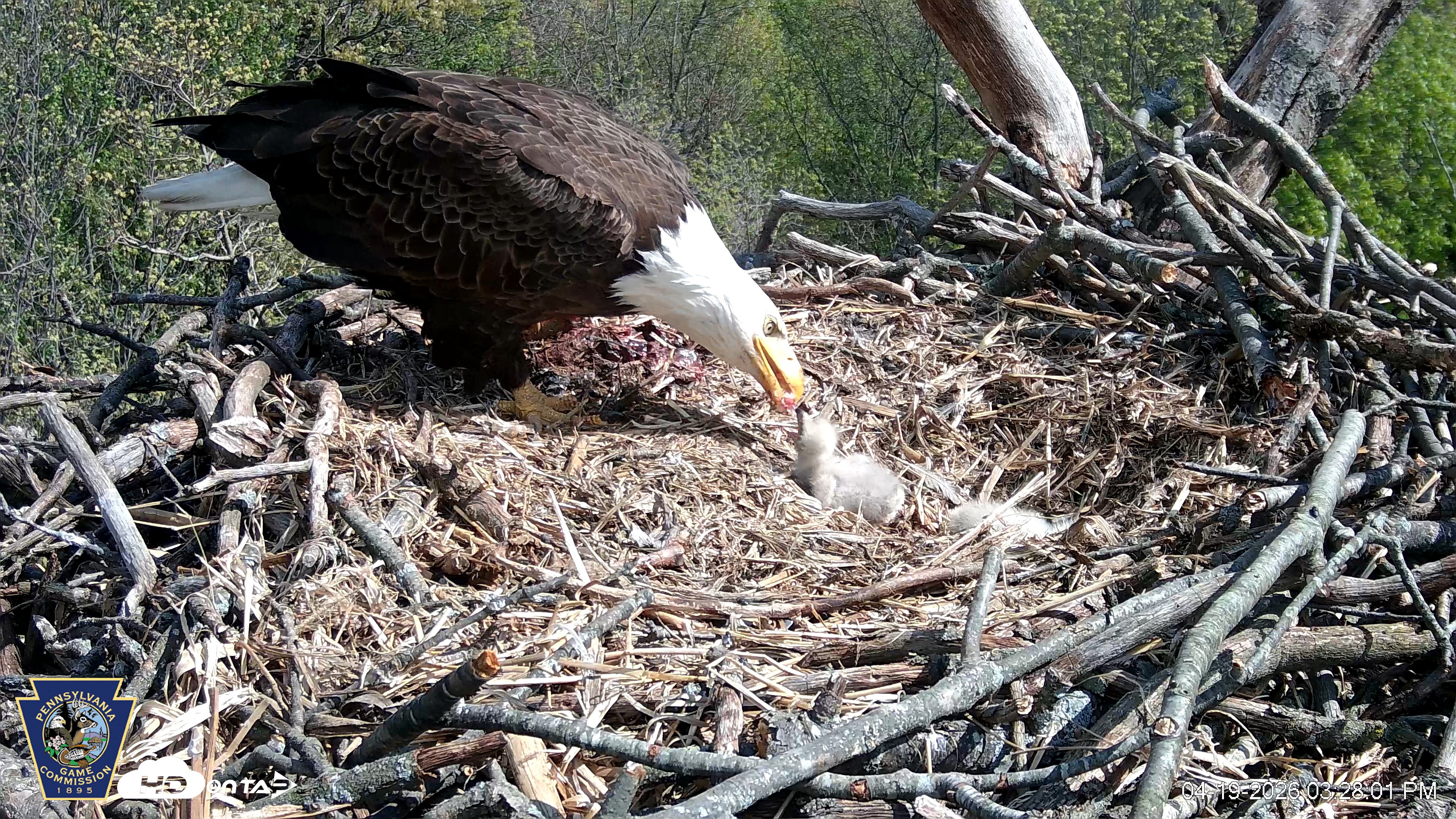 Snapshot of Hanover Eagles Live Cam taken Apr 19, 2026, 3:28pm EDT