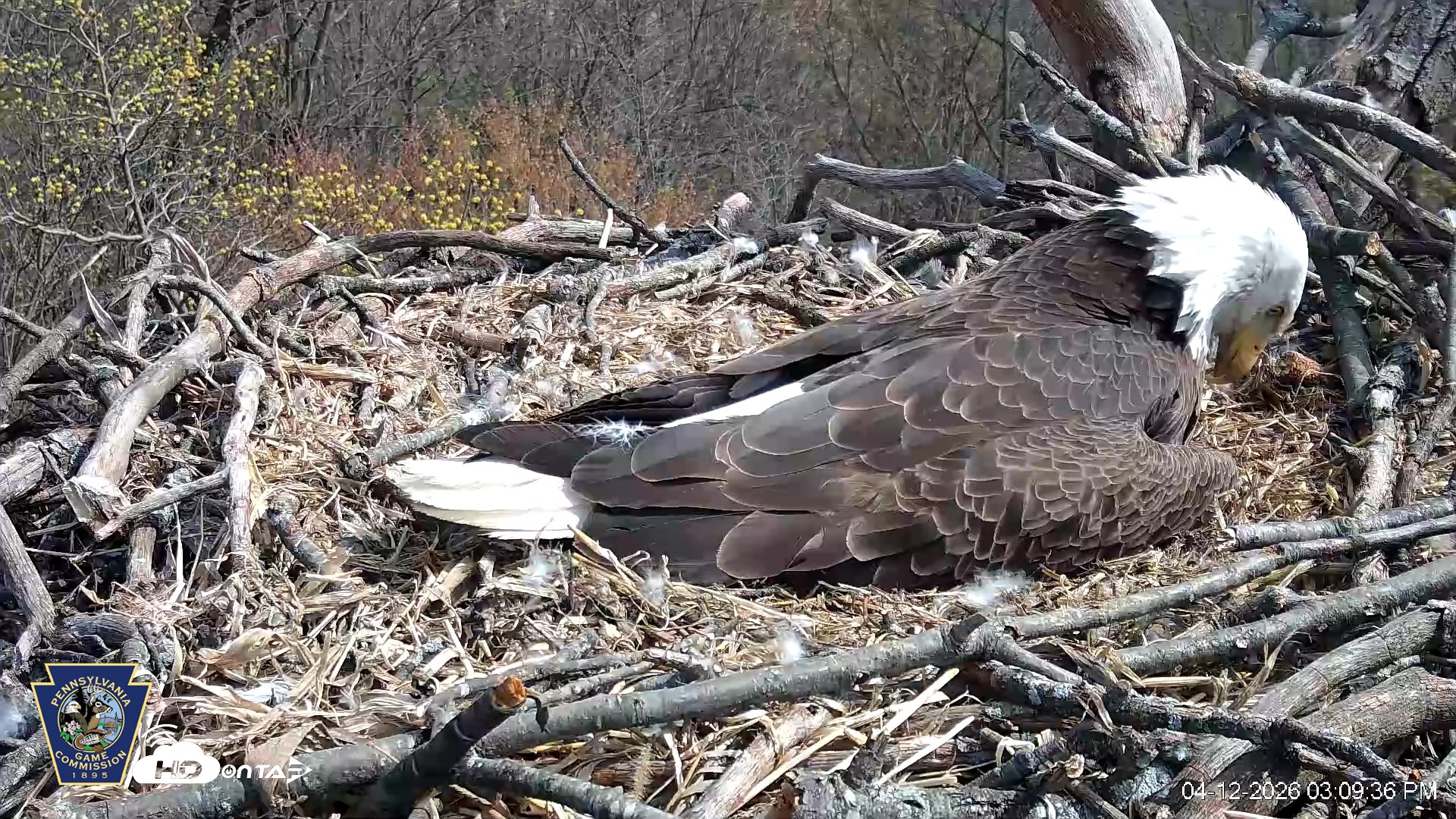 Snapshot of Hanover Eagles Live Cam taken Apr 12, 2026, 3:10pm EDT