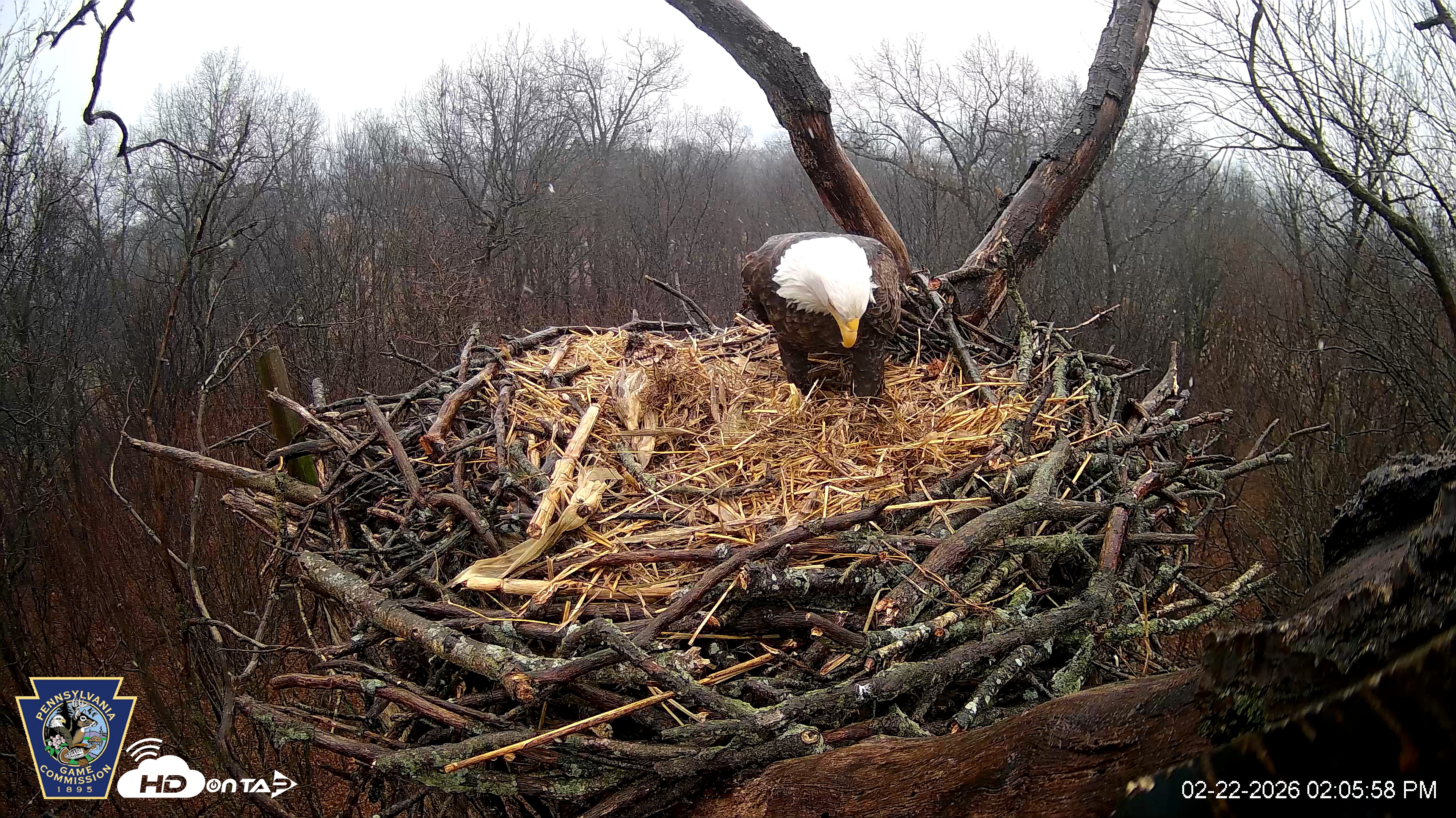 Snapshot of Hanover Eagles Live Cam taken Feb 22, 2026, 2:06pm EST