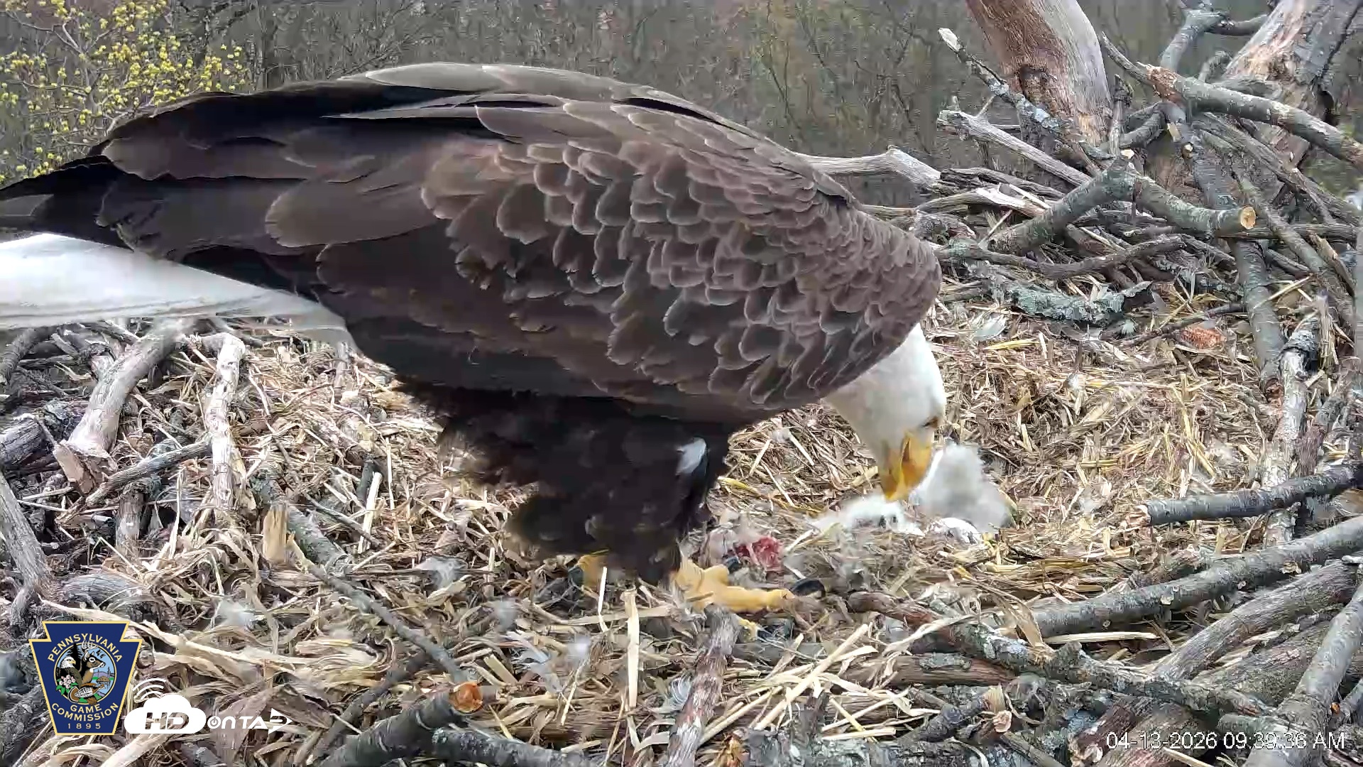 Snapshot of Hanover Eagles Live Cam taken Apr 13, 2026, 9:40am EDT