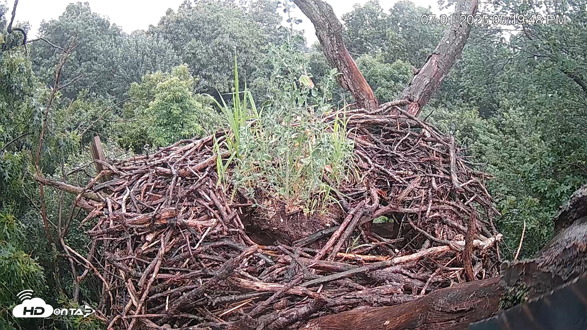 Snapshot of Hanover Eagles Live Cam taken Jul 1, 2025, 5:20pm EDT