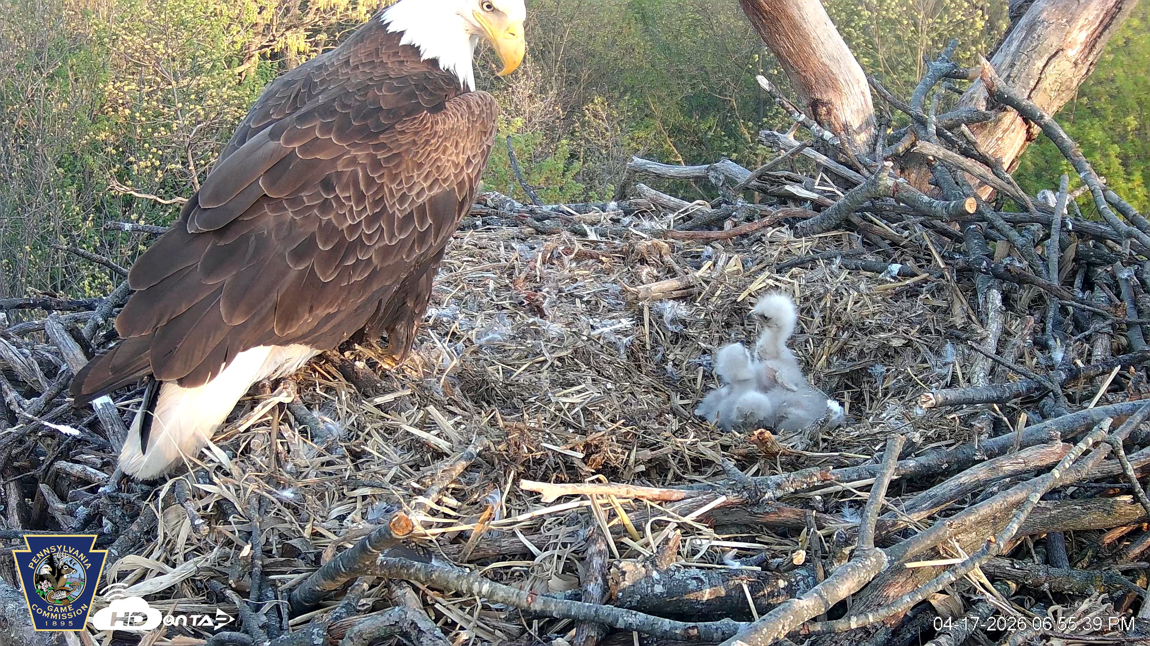Snapshot of Hanover Eagles Live Cam taken Apr 17, 2026, 6:56pm EDT