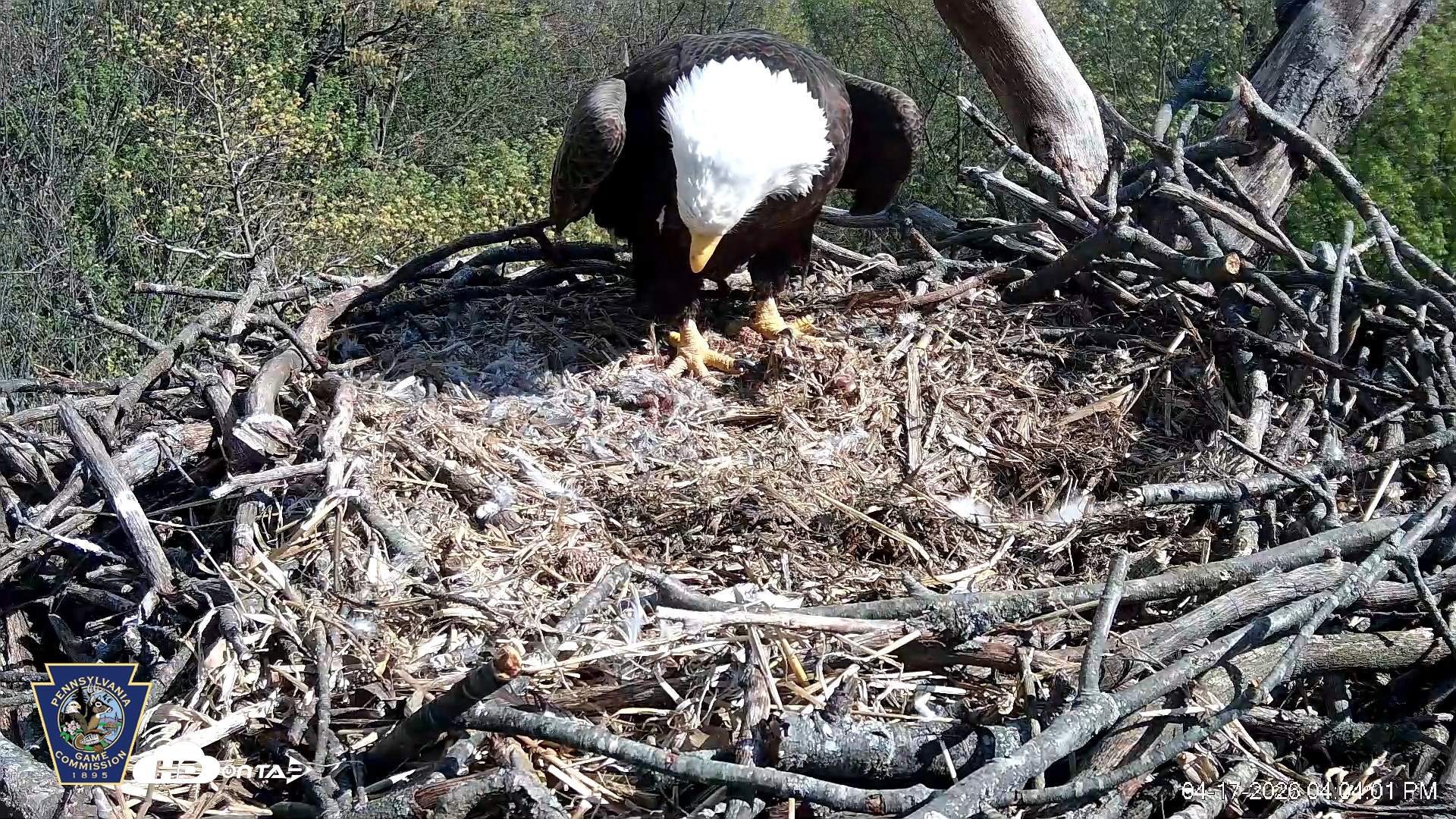 Snapshot of Hanover Eagles Live Cam taken Apr 17, 2026, 4:04pm EDT