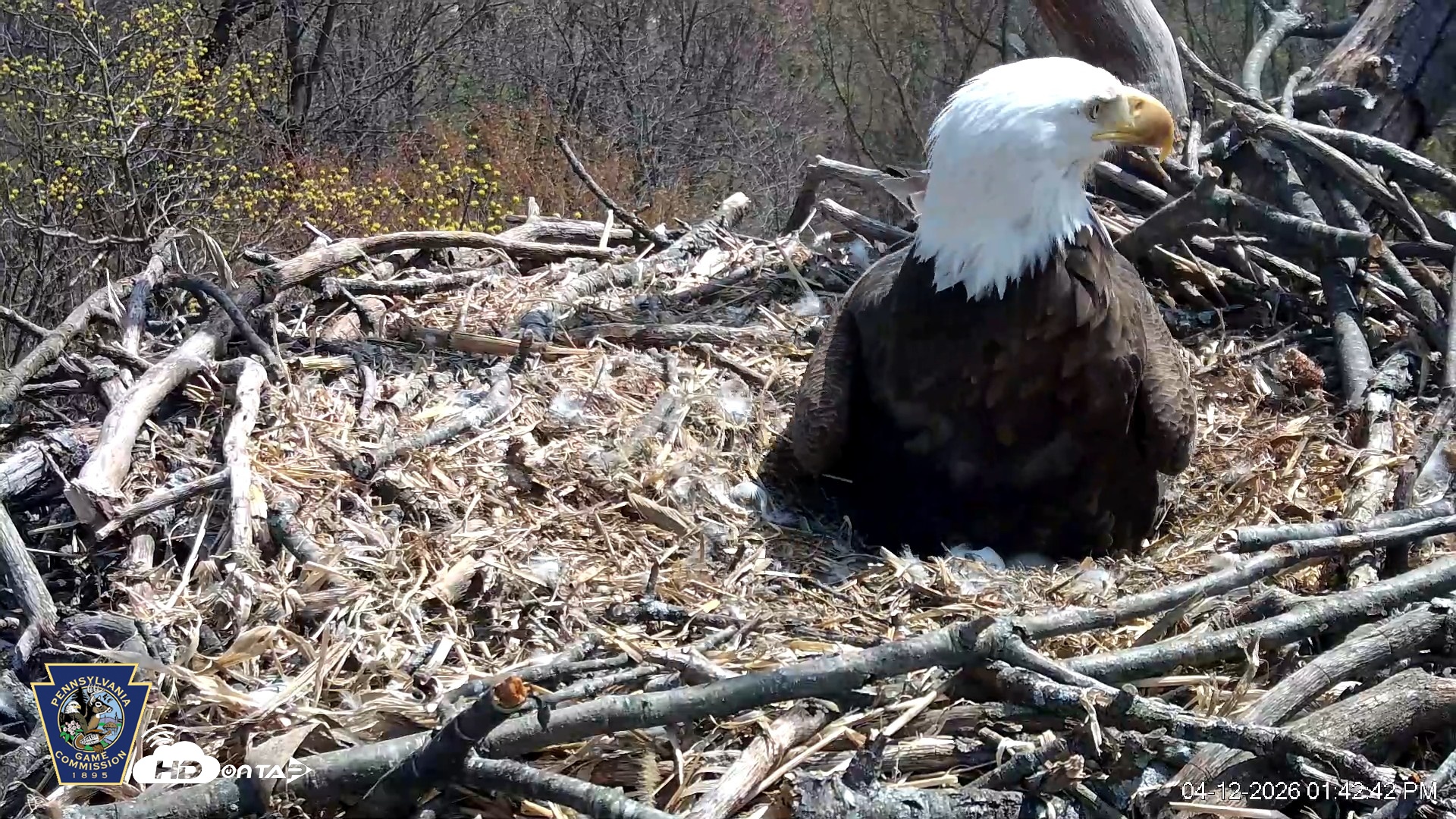Snapshot of Hanover Eagles Live Cam taken Apr 12, 2026, 1:43pm EDT