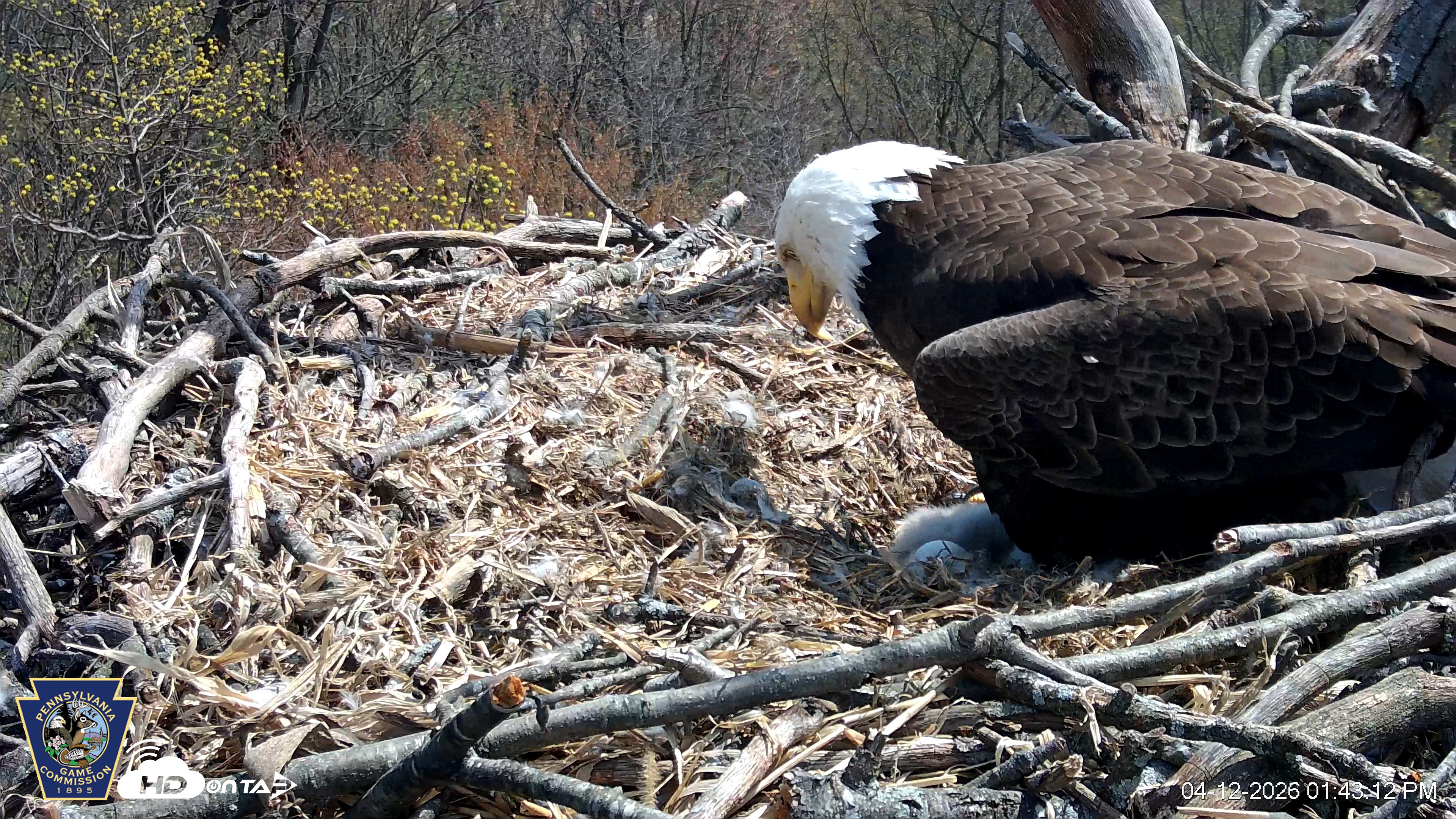Snapshot of Hanover Eagles Live Cam taken Apr 12, 2026, 1:43pm EDT