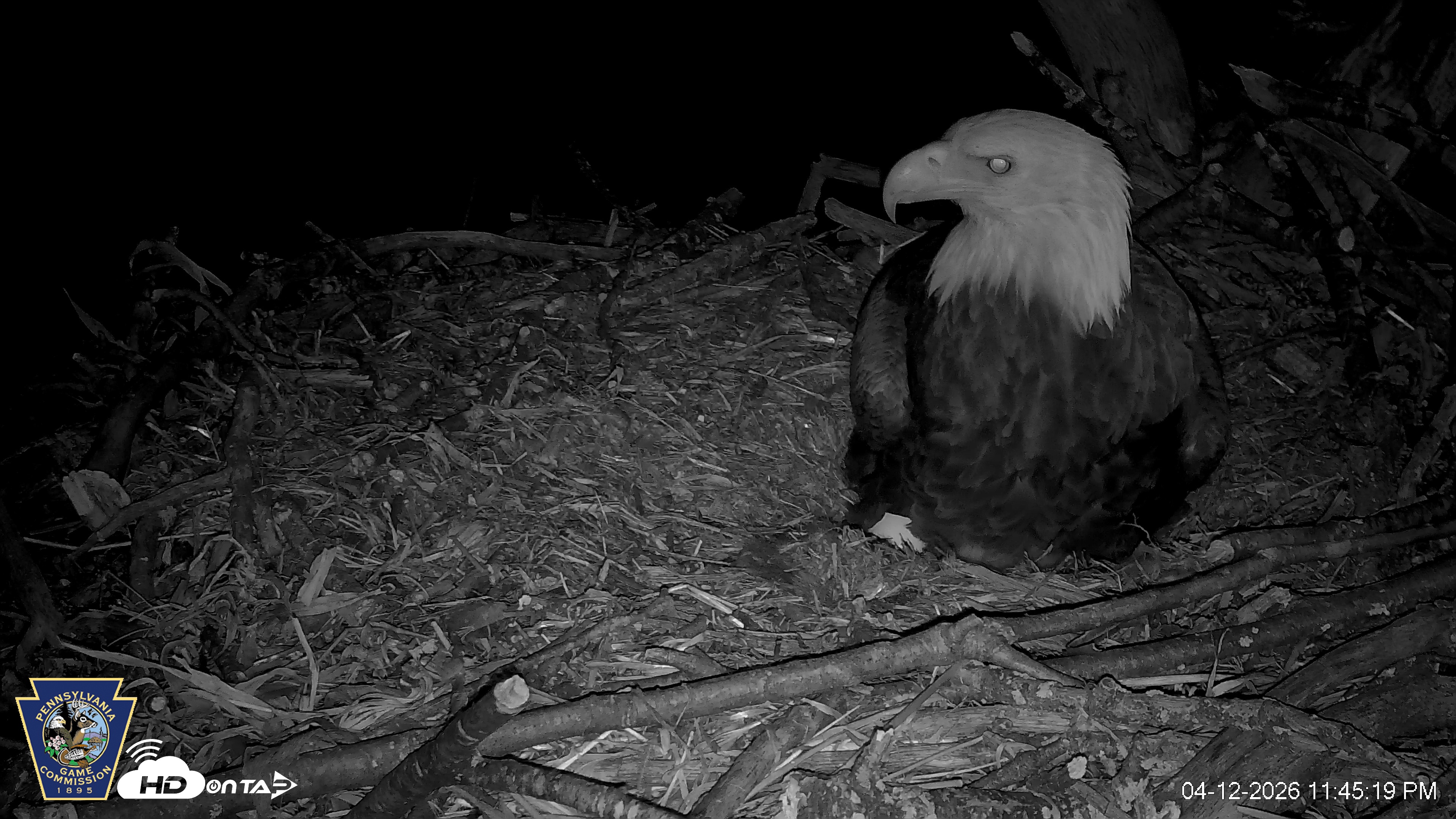 Snapshot of Hanover Eagles Live Cam taken Apr 12, 2026, 11:46pm EDT