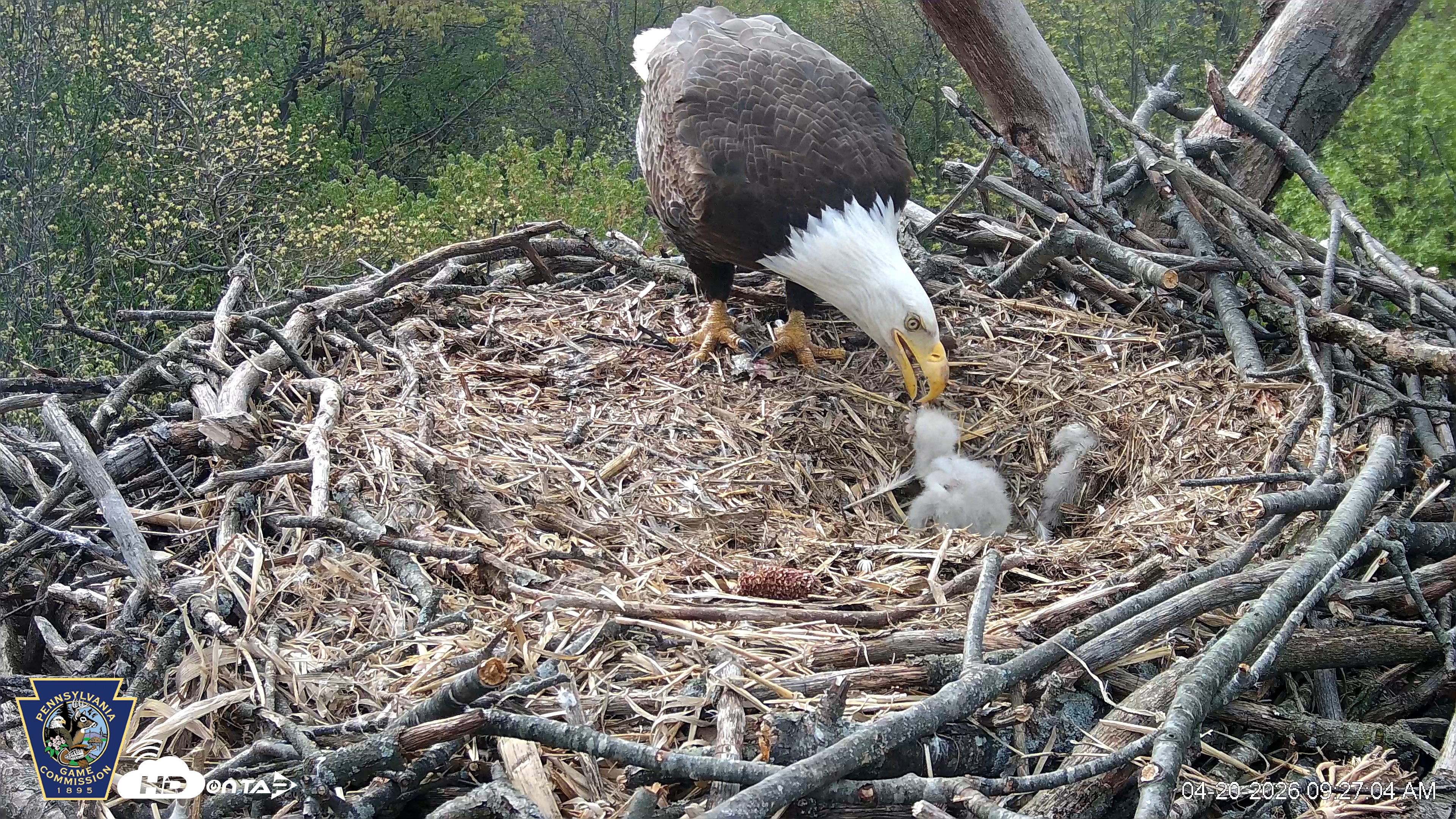 Snapshot of Hanover Eagles Live Cam taken Apr 20, 2026, 9:27am EDT