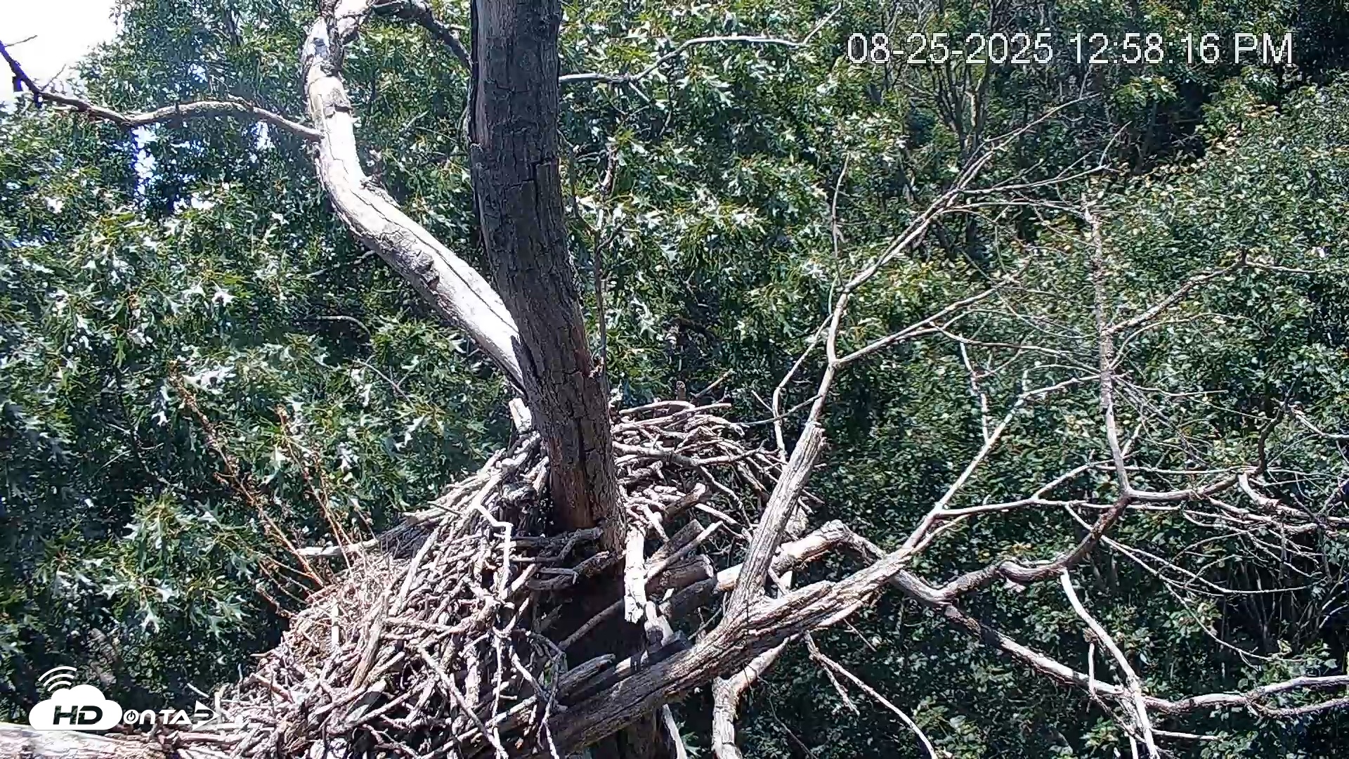 Snapshot of Hanover Eagles Live Cam taken Aug 25, 2025, 12:59pm EDT