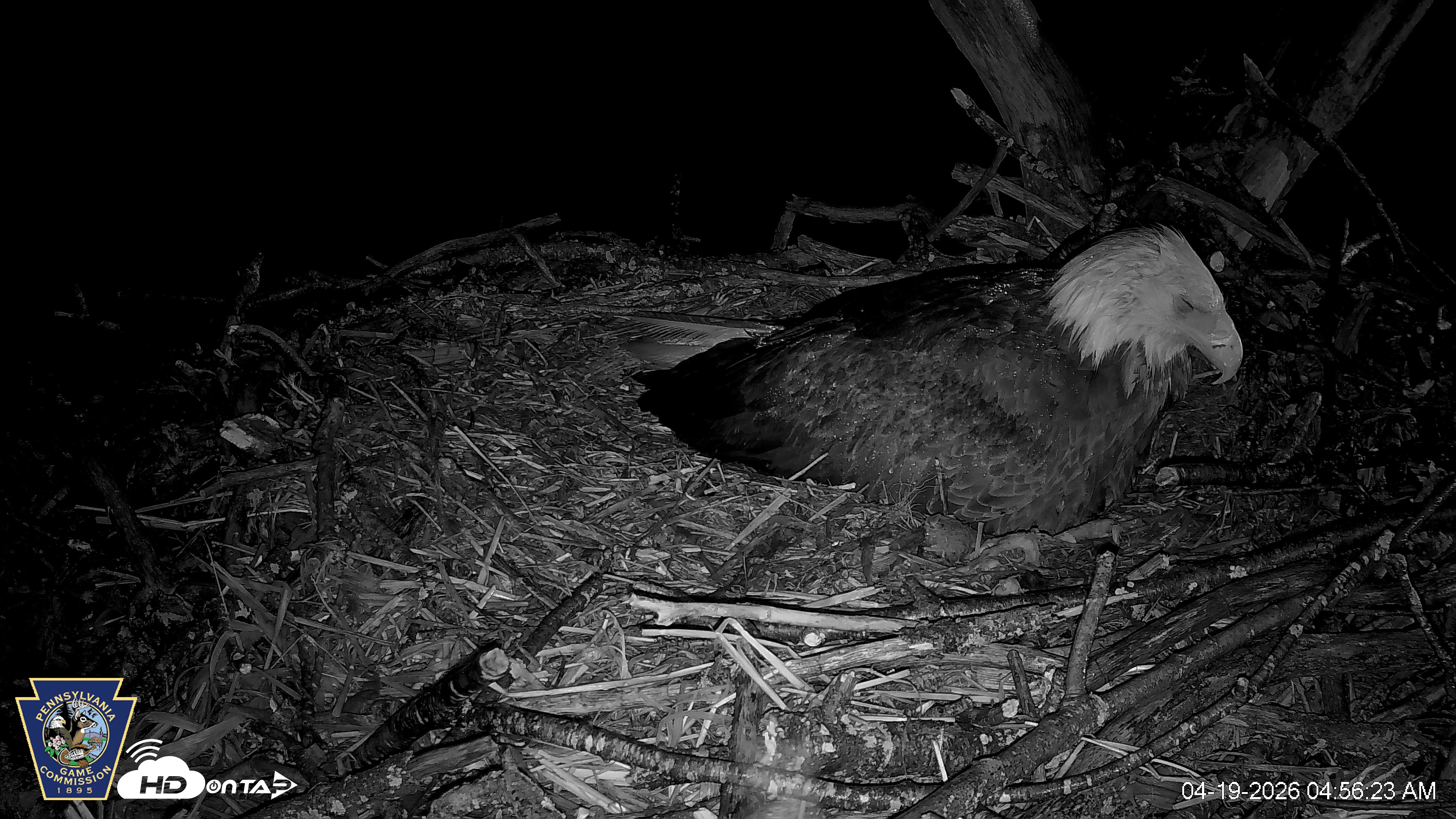 Snapshot of Hanover Eagles Live Cam taken Apr 19, 2026, 4:56am EDT