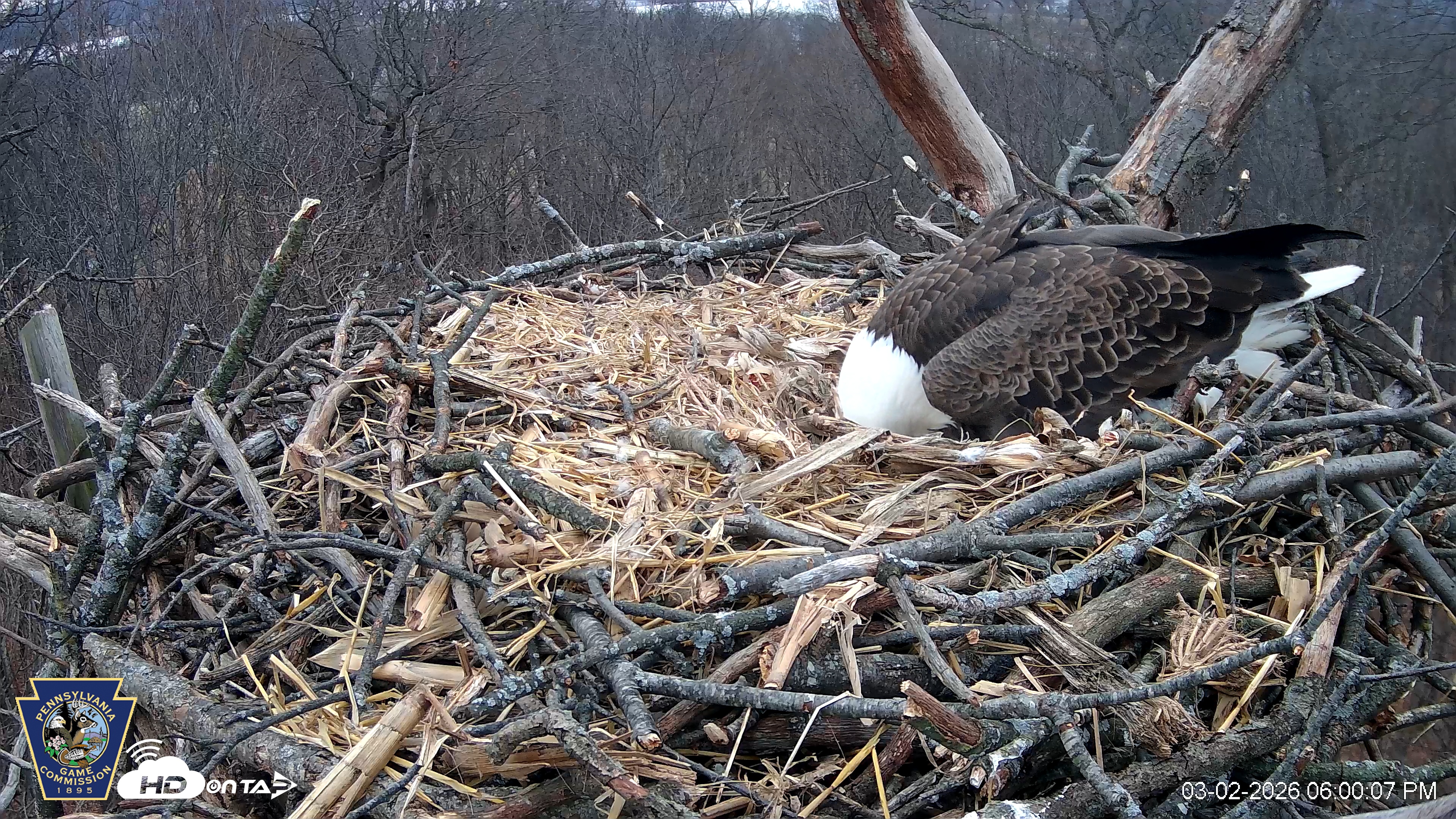 Snapshot of Hanover Eagles Live Cam taken Mar 2, 2026, 6:00pm EST