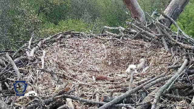 Snapshot of Hanover Eagles Live Cam taken Apr 20, 2026, 10:57am EDT