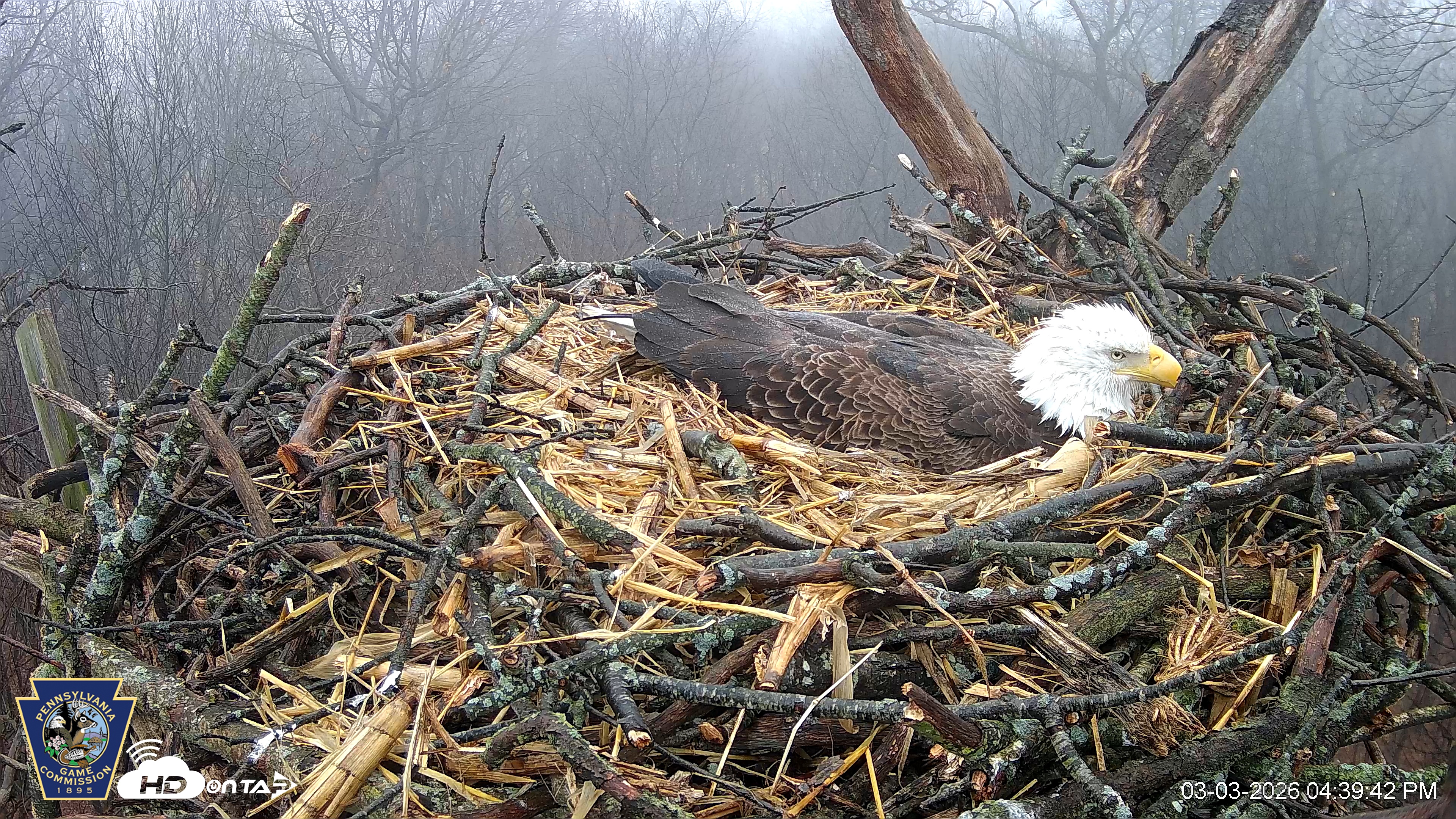 Snapshot of Hanover Eagles Live Cam taken Mar 3, 2026, 4:40pm EST