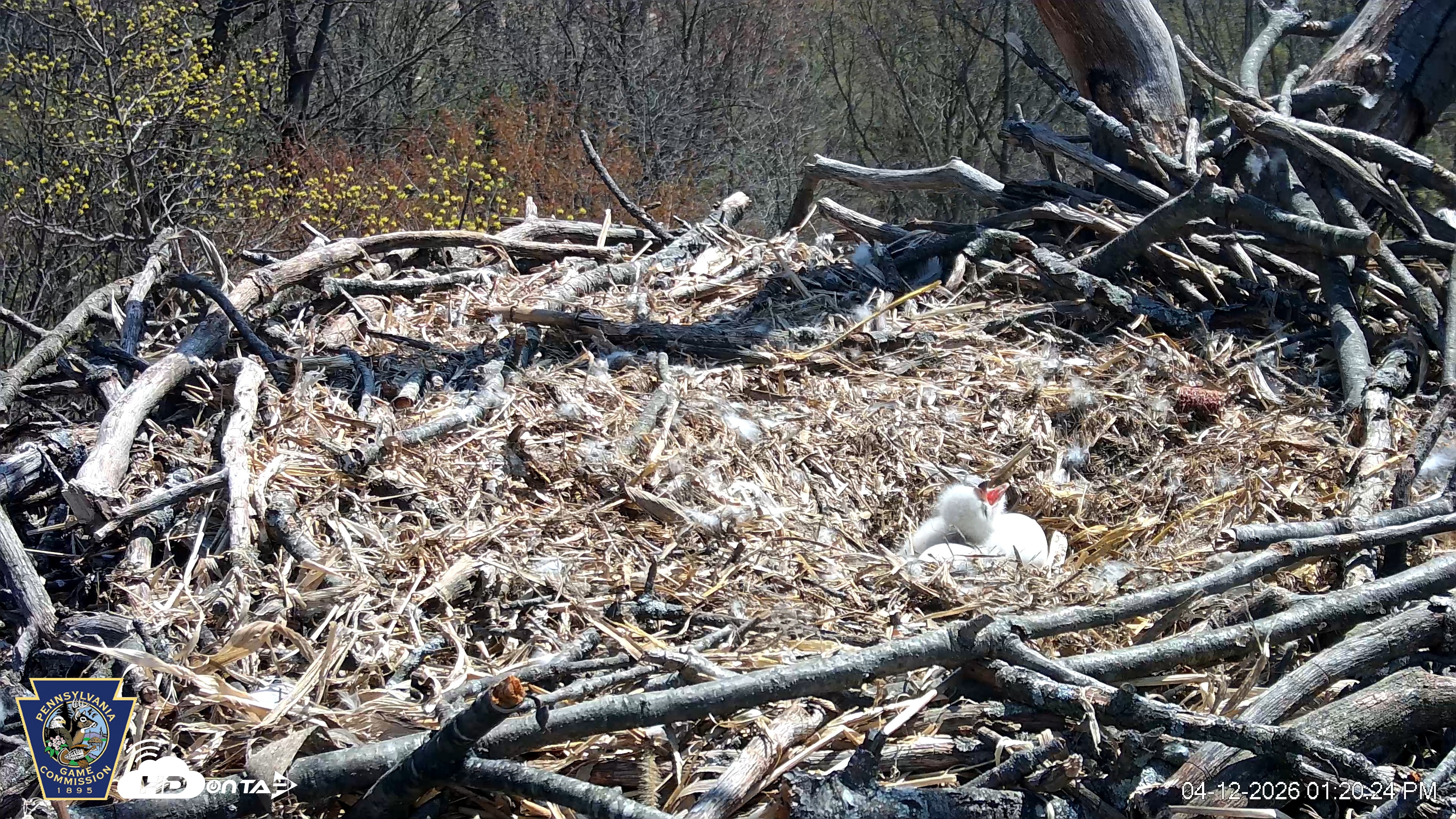 Snapshot of Hanover Eagles Live Cam taken Apr 12, 2026, 1:20pm EDT