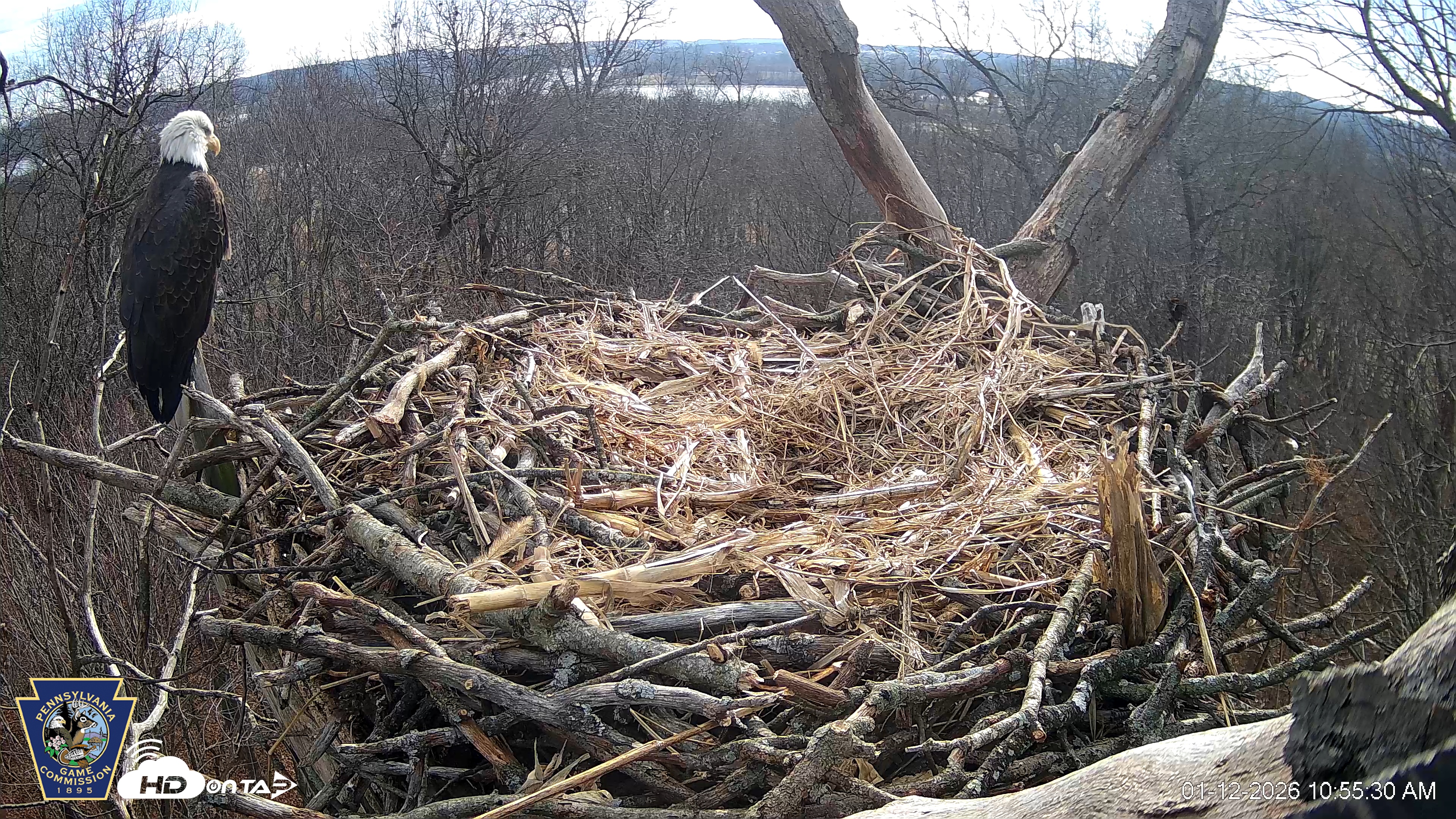Snapshot of Hanover Eagles Live Cam taken Jan 12, 2026, 10:55am EST
