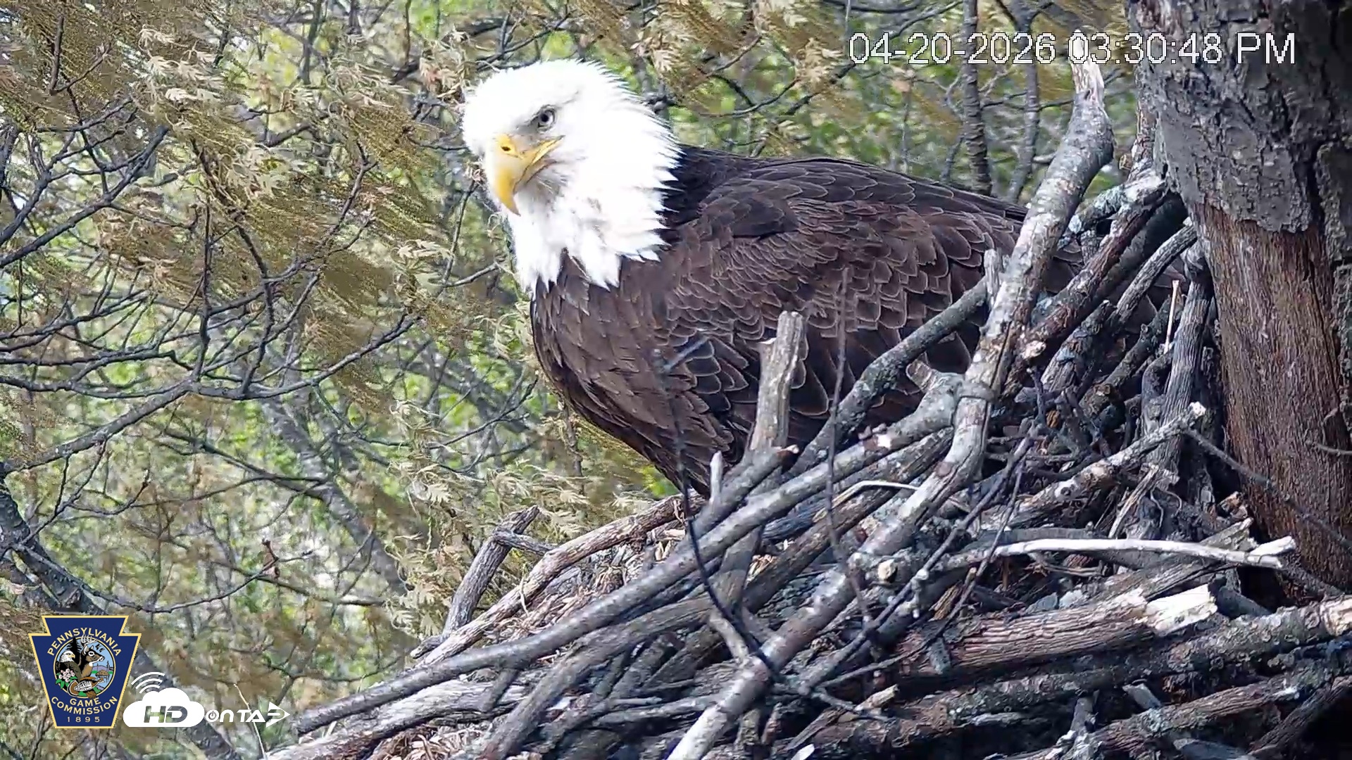 Snapshot of Hanover Eagles Live Cam taken Apr 20, 2026, 3:31pm EDT