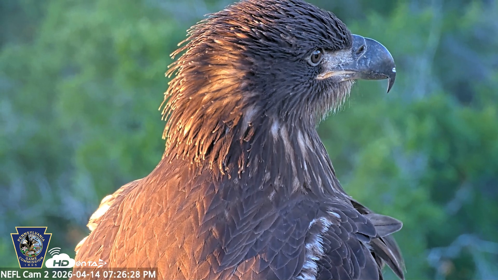 Snapshot of Hanover Eagles Live Cam taken Apr 14, 2026, 7:27pm EDT