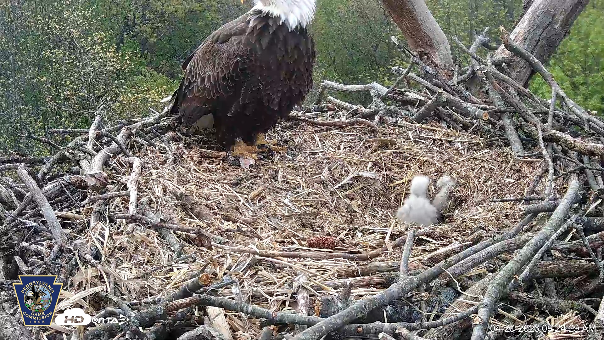 Snapshot of Hanover Eagles Live Cam taken Apr 20, 2026, 9:24am EDT