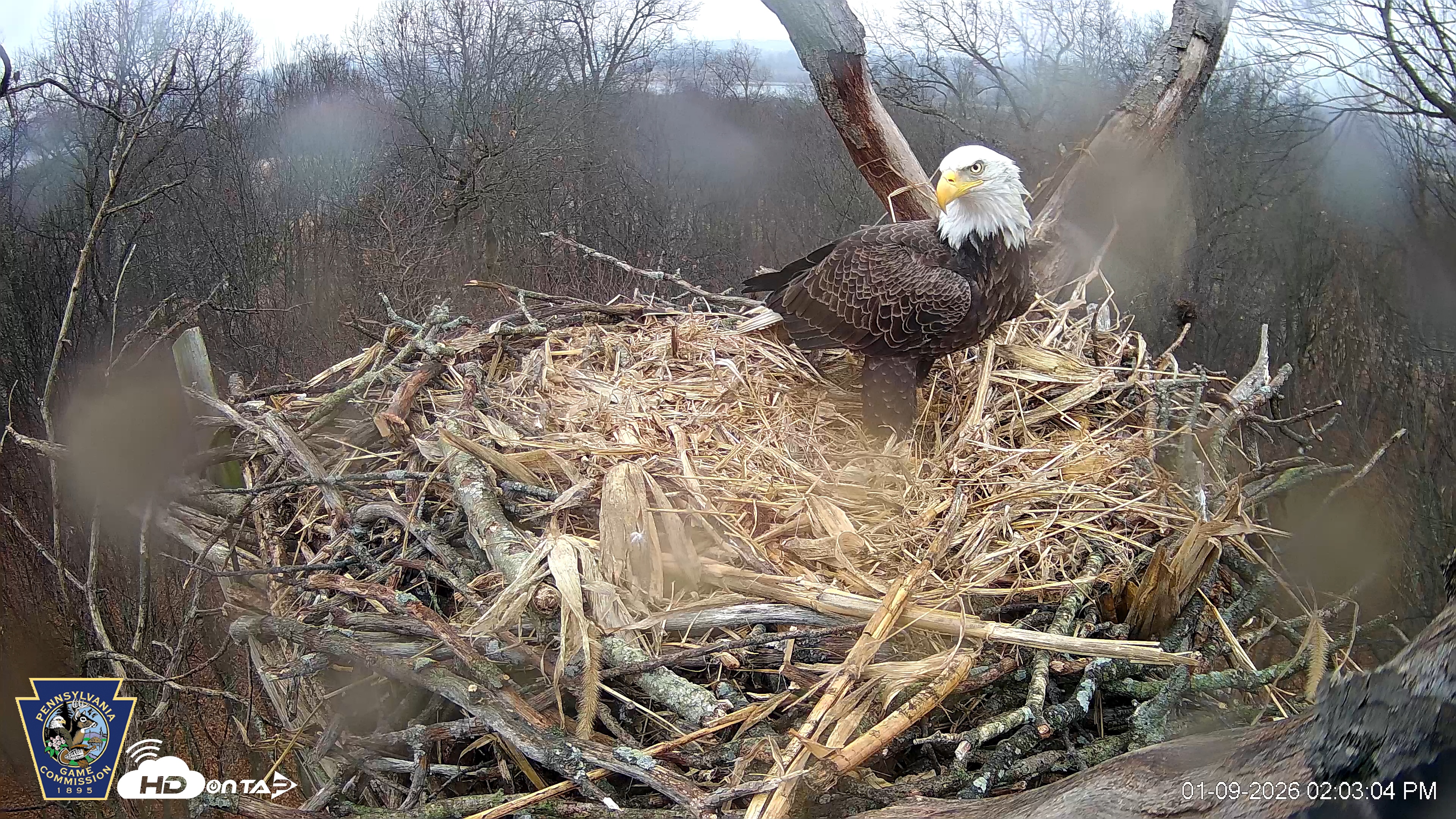 Snapshot of Hanover Eagles Live Cam taken Jan 9, 2026, 2:03pm EST