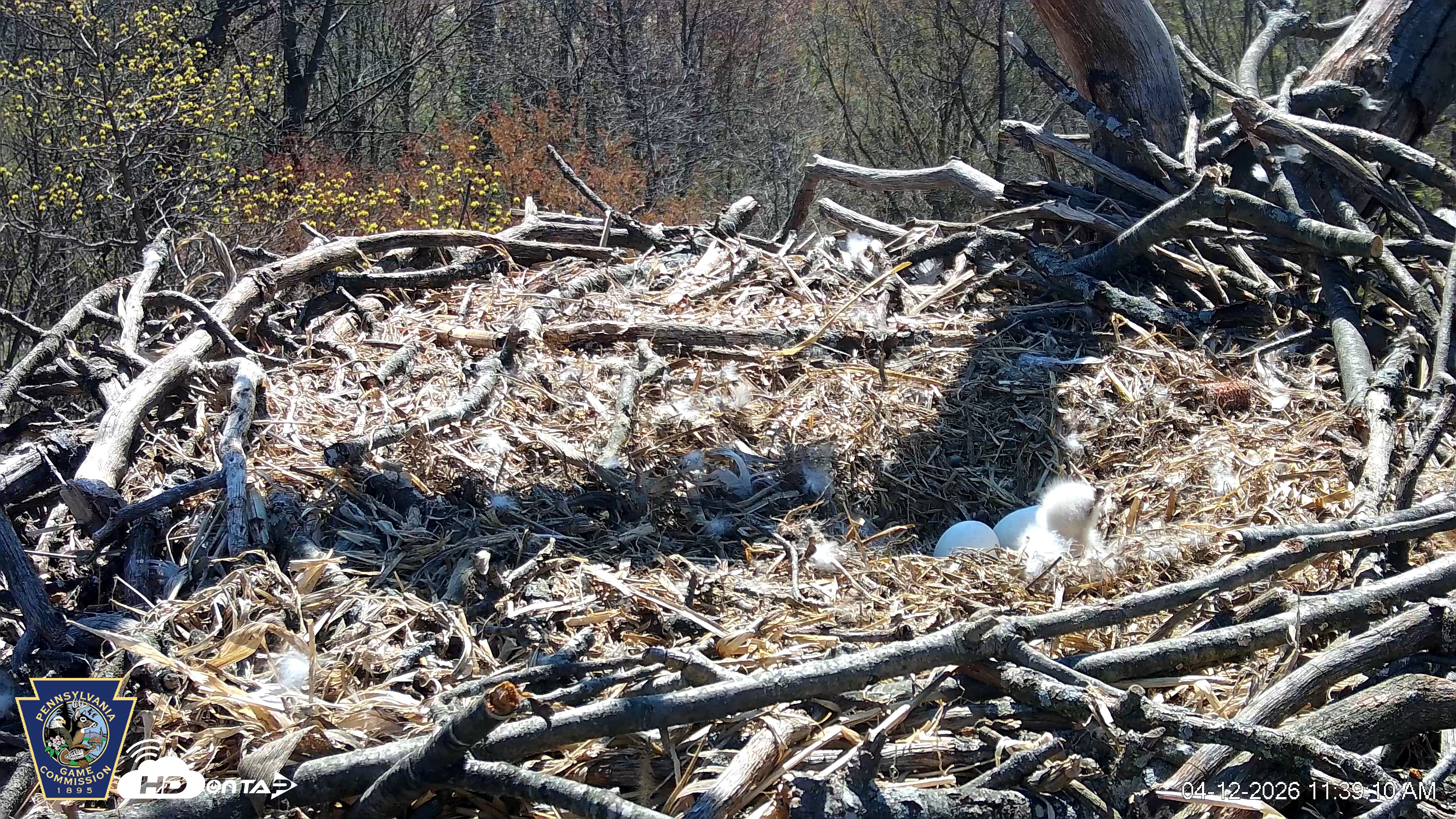 Snapshot of Hanover Eagles Live Cam taken Apr 12, 2026, 11:39am EDT