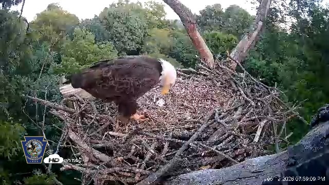 Snapshot of Hanover Eagles Live Cam taken May 12, 2026, 7:59pm EDT
