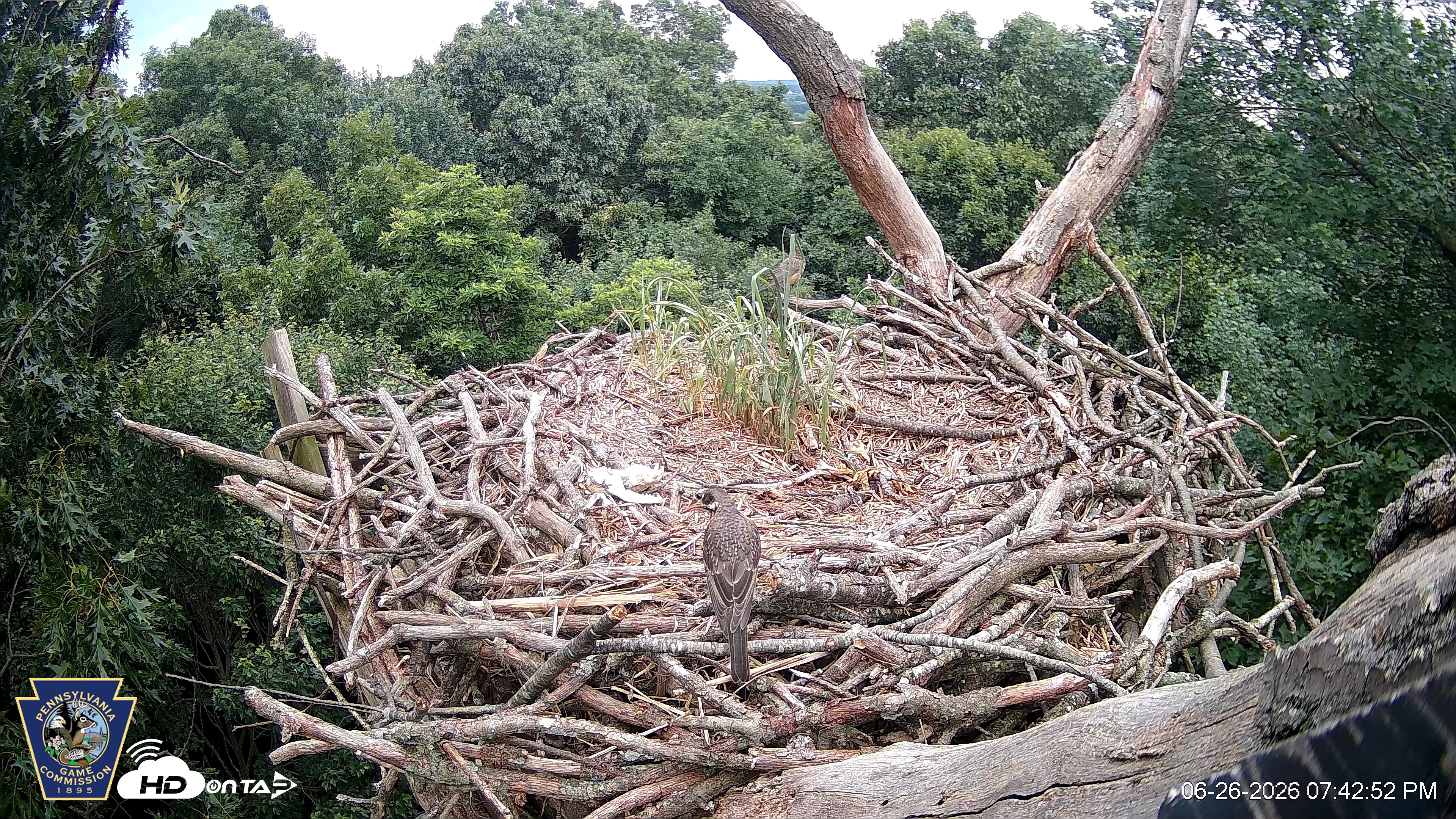 Snapshot of Hanover Eagles Live Cam taken Jun 26, 2026, 7:43pm EDT