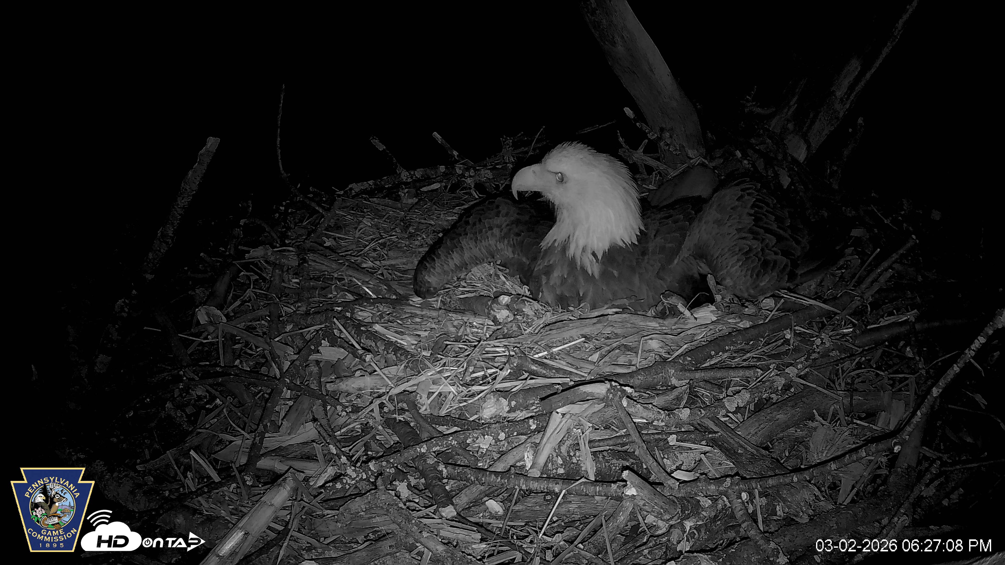 Snapshot of Hanover Eagles Live Cam taken Mar 2, 2026, 6:27pm EST