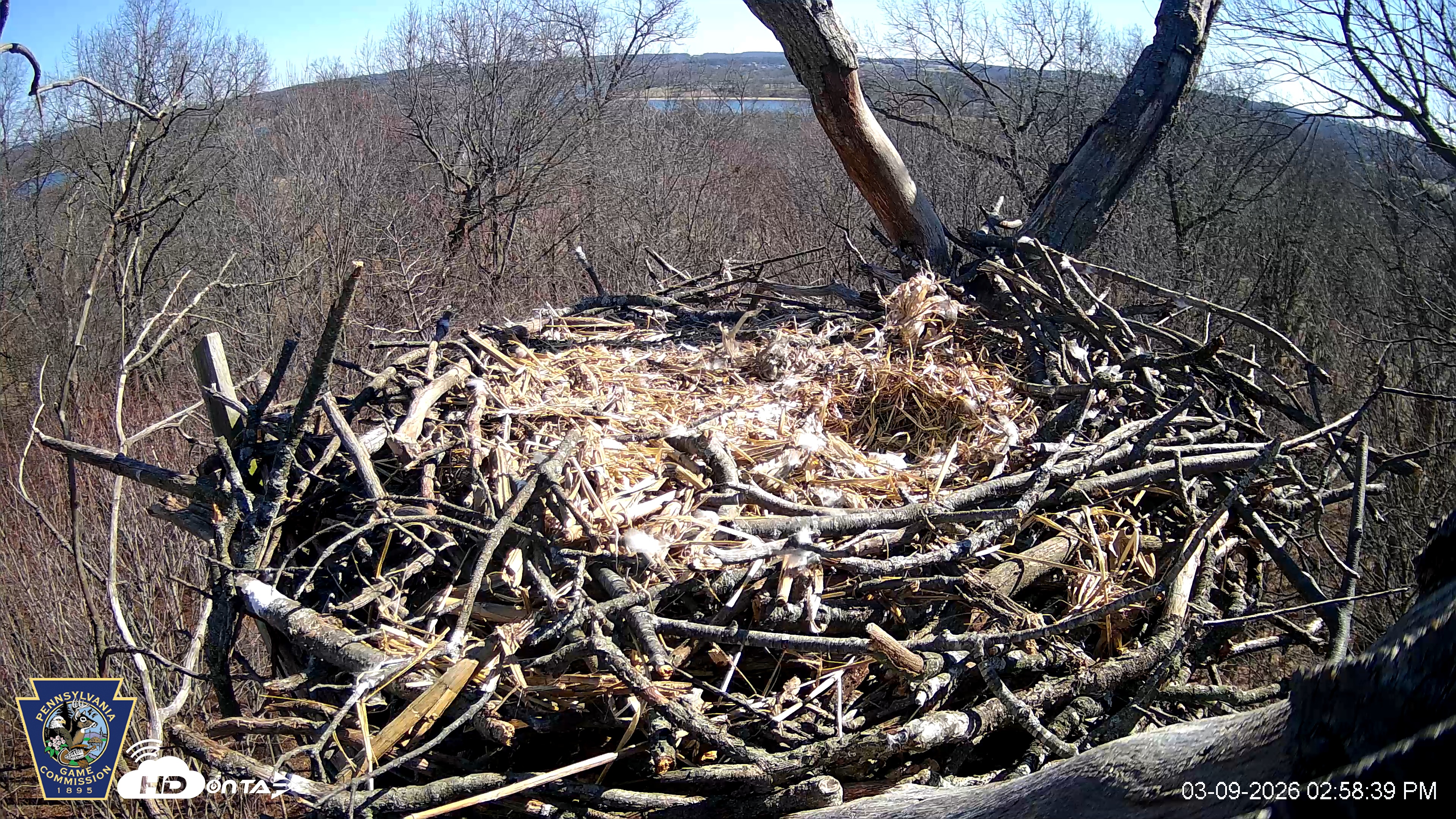 Snapshot of Hanover Eagles Live Cam taken Mar 9, 2026, 2:59pm EDT