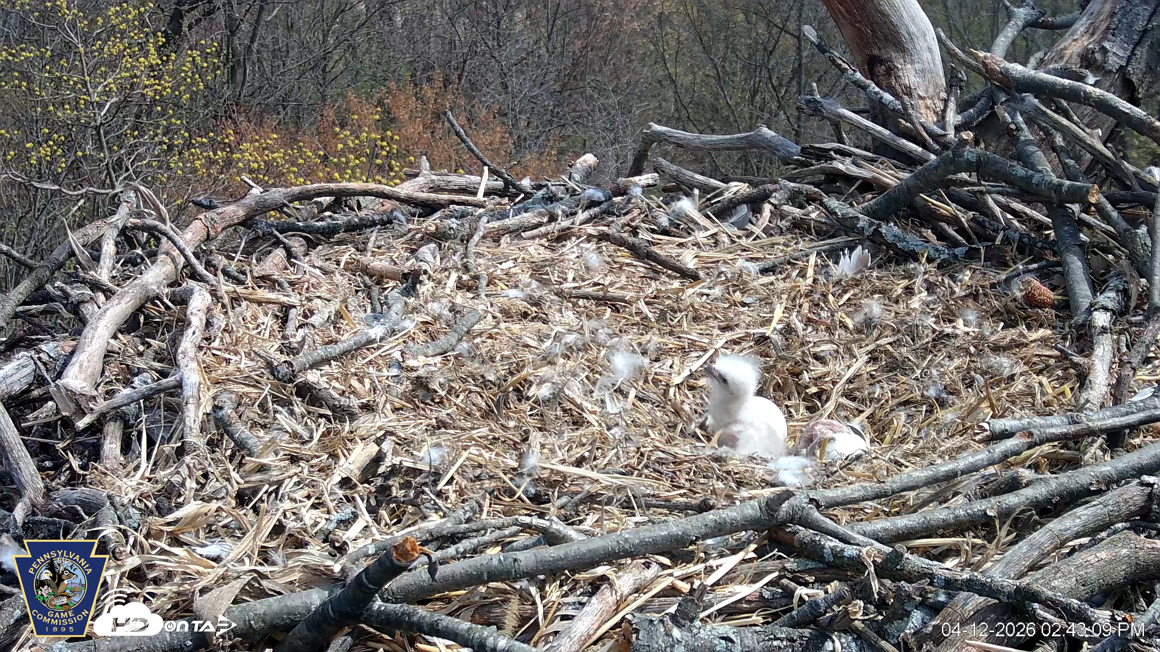 Snapshot of Hanover Eagles Live Cam taken Apr 12, 2026, 2:44pm EDT