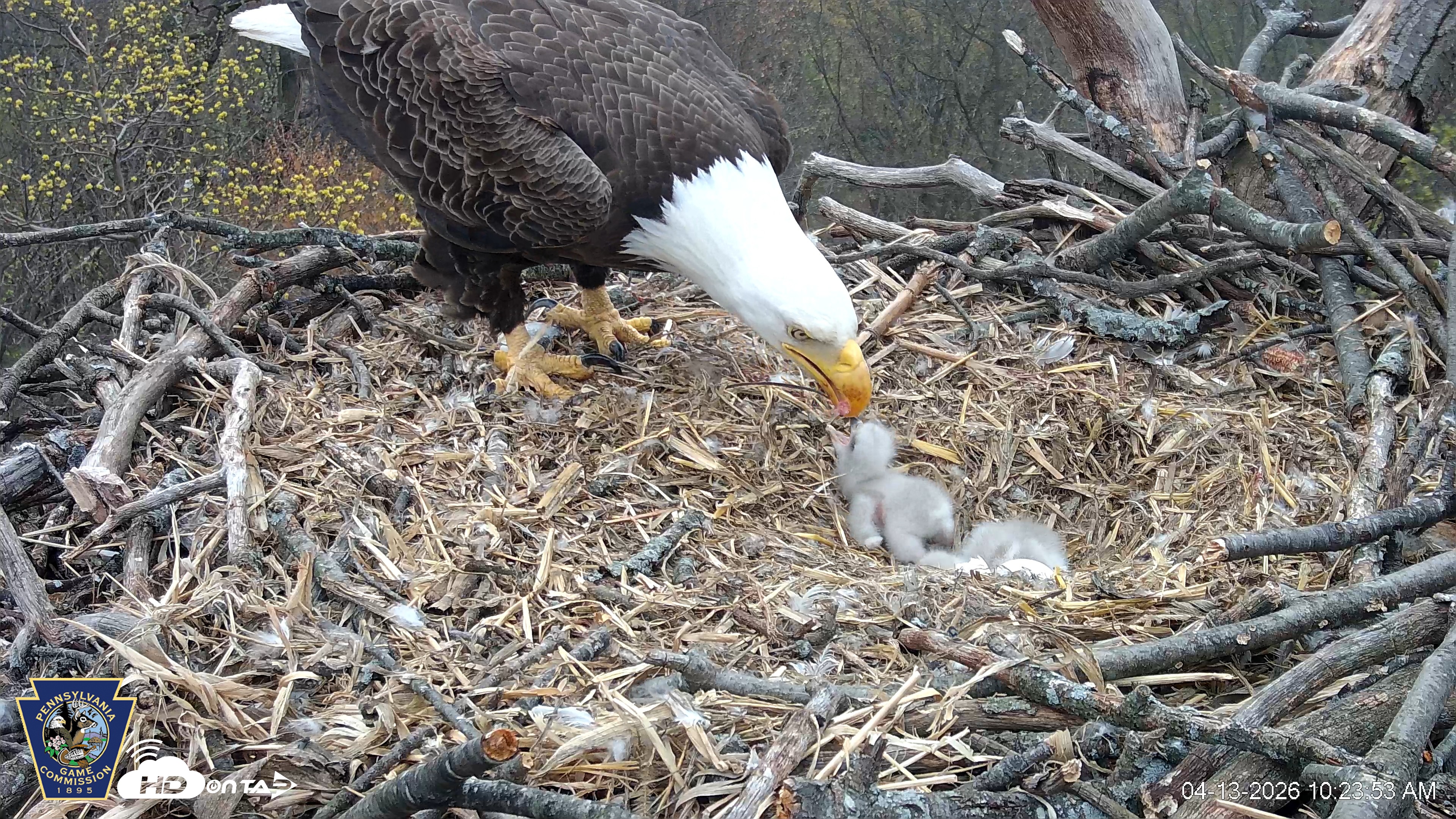 Snapshot of Hanover Eagles Live Cam taken Apr 13, 2026, 10:24am EDT
