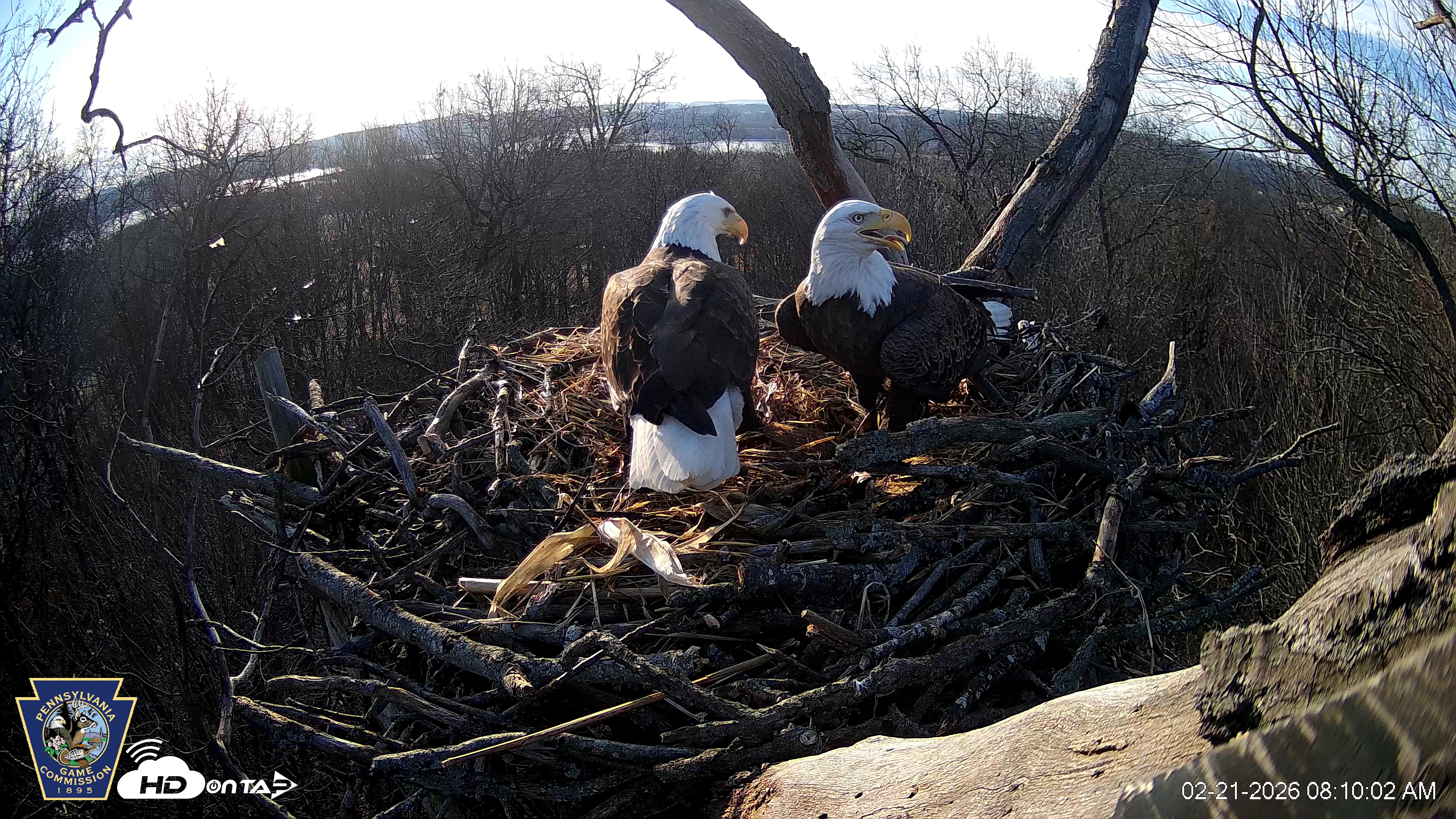 Snapshot of Hanover Eagles Live Cam taken Feb 21, 2026, 8:09am EST