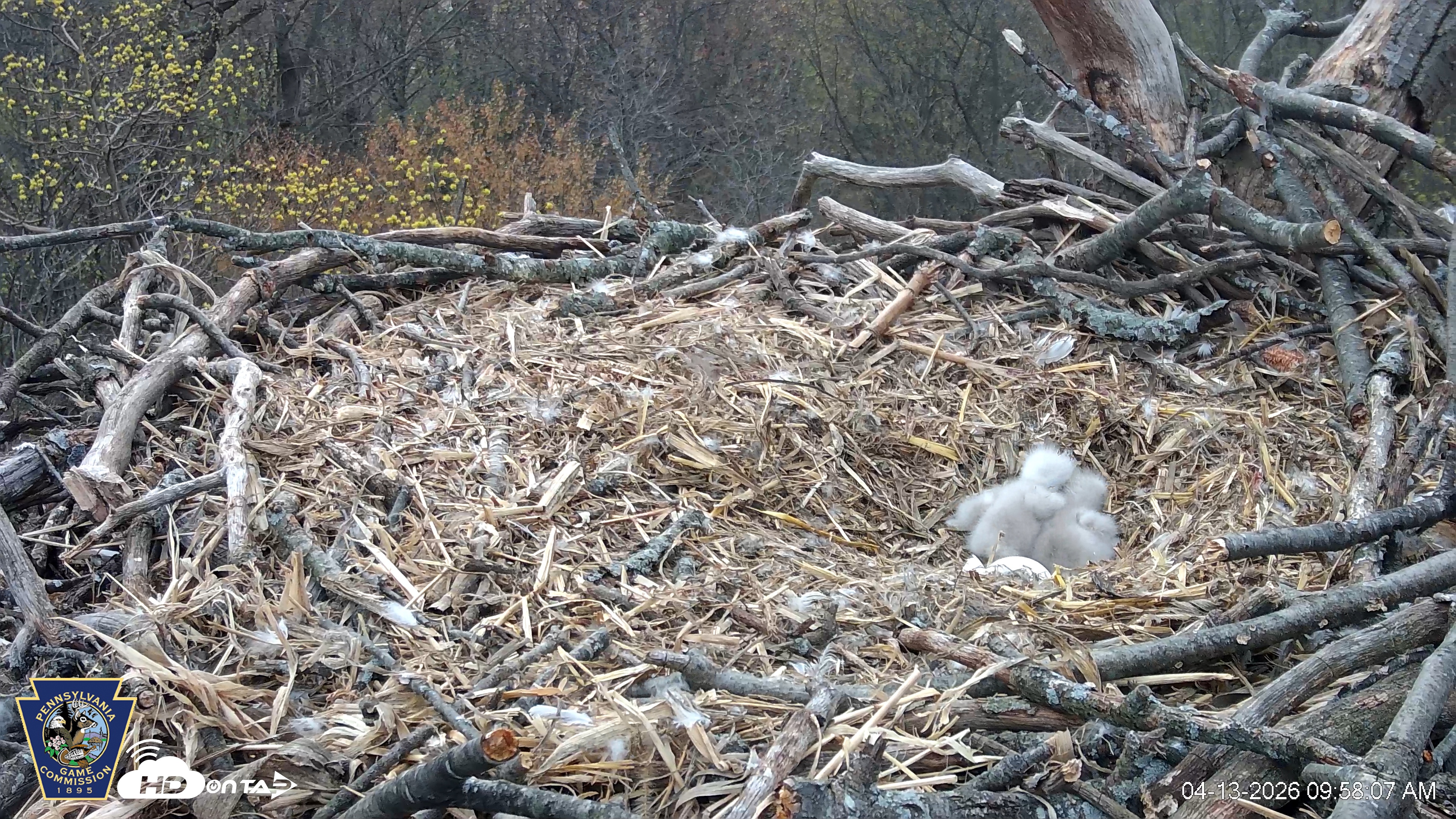 Snapshot of Hanover Eagles Live Cam taken Apr 13, 2026, 9:58am EDT