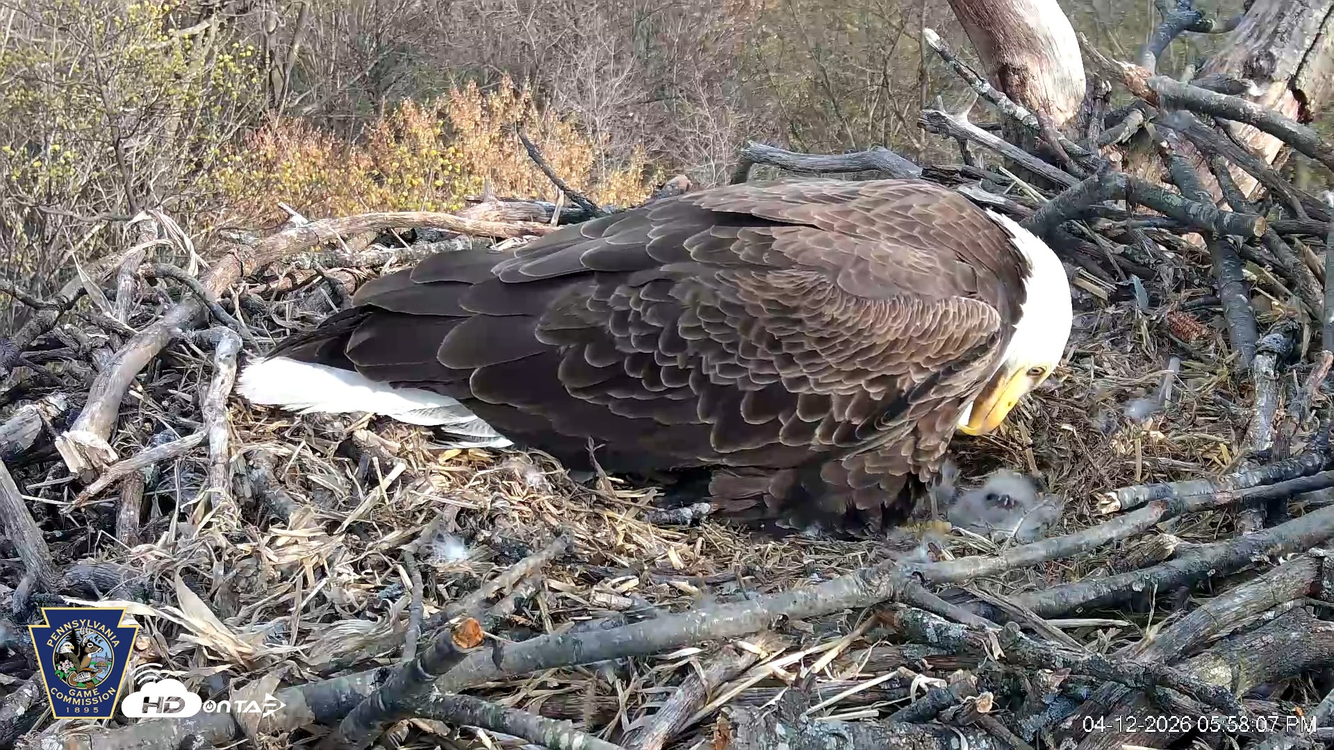 Snapshot of Hanover Eagles Live Cam taken Apr 12, 2026, 5:58pm EDT
