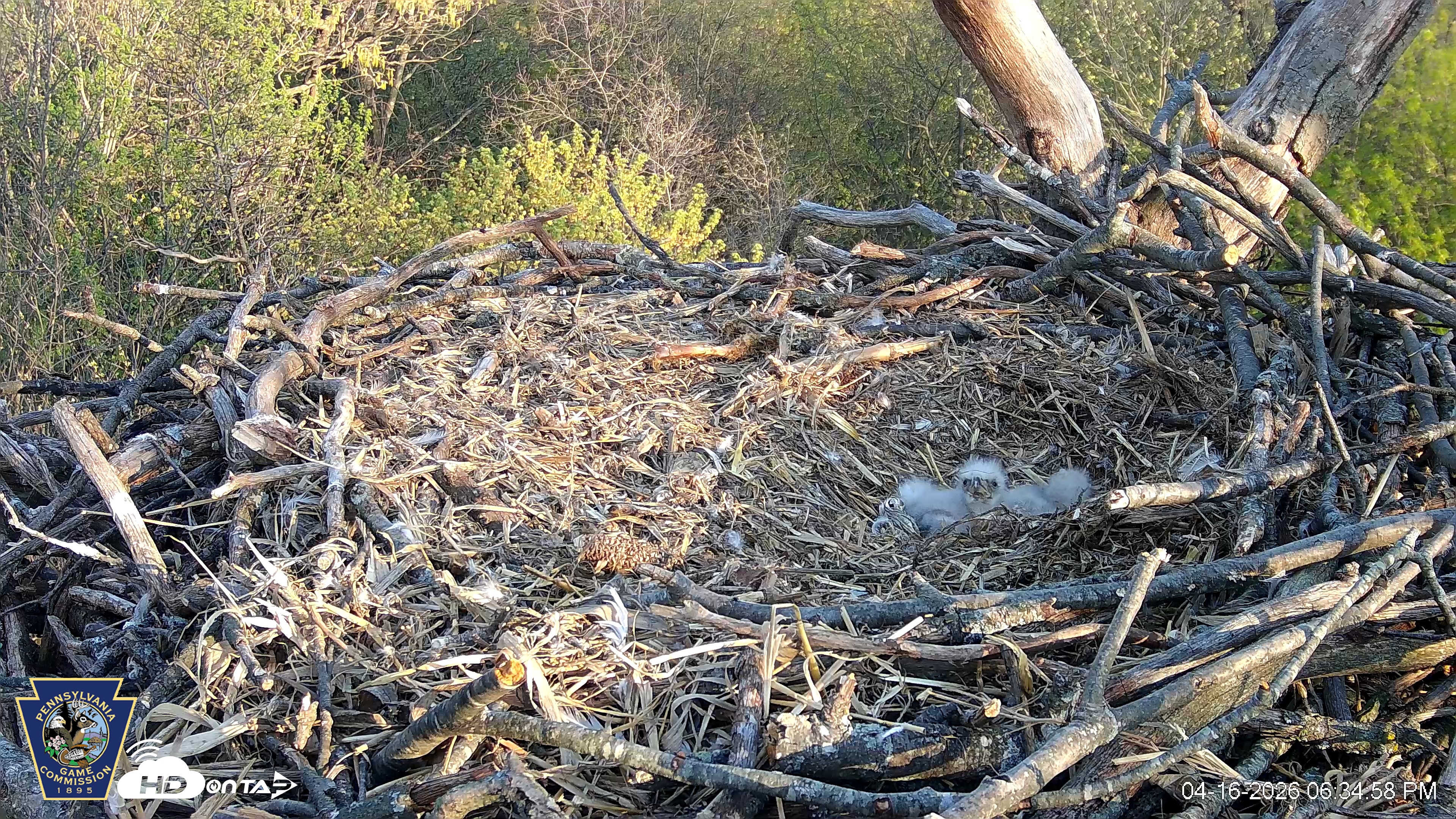 Snapshot of Hanover Eagles Live Cam taken Apr 16, 2026, 6:35pm EDT