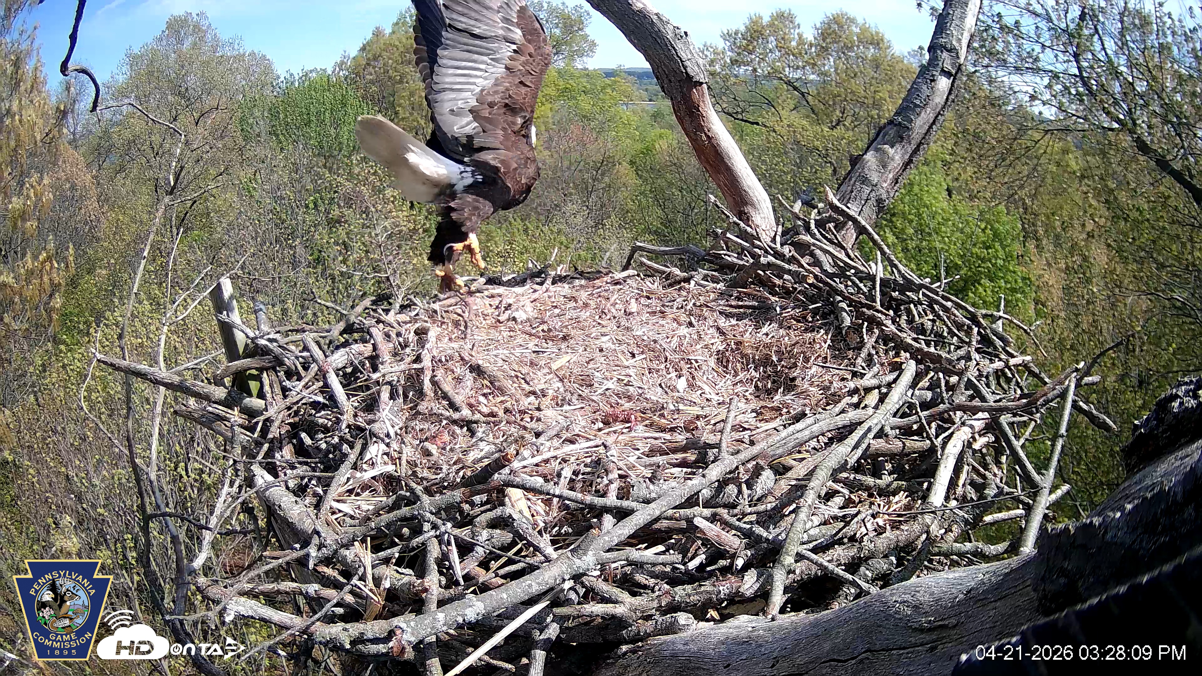 Snapshot of Hanover Eagles Live Cam taken Apr 21, 2026, 3:28pm EDT