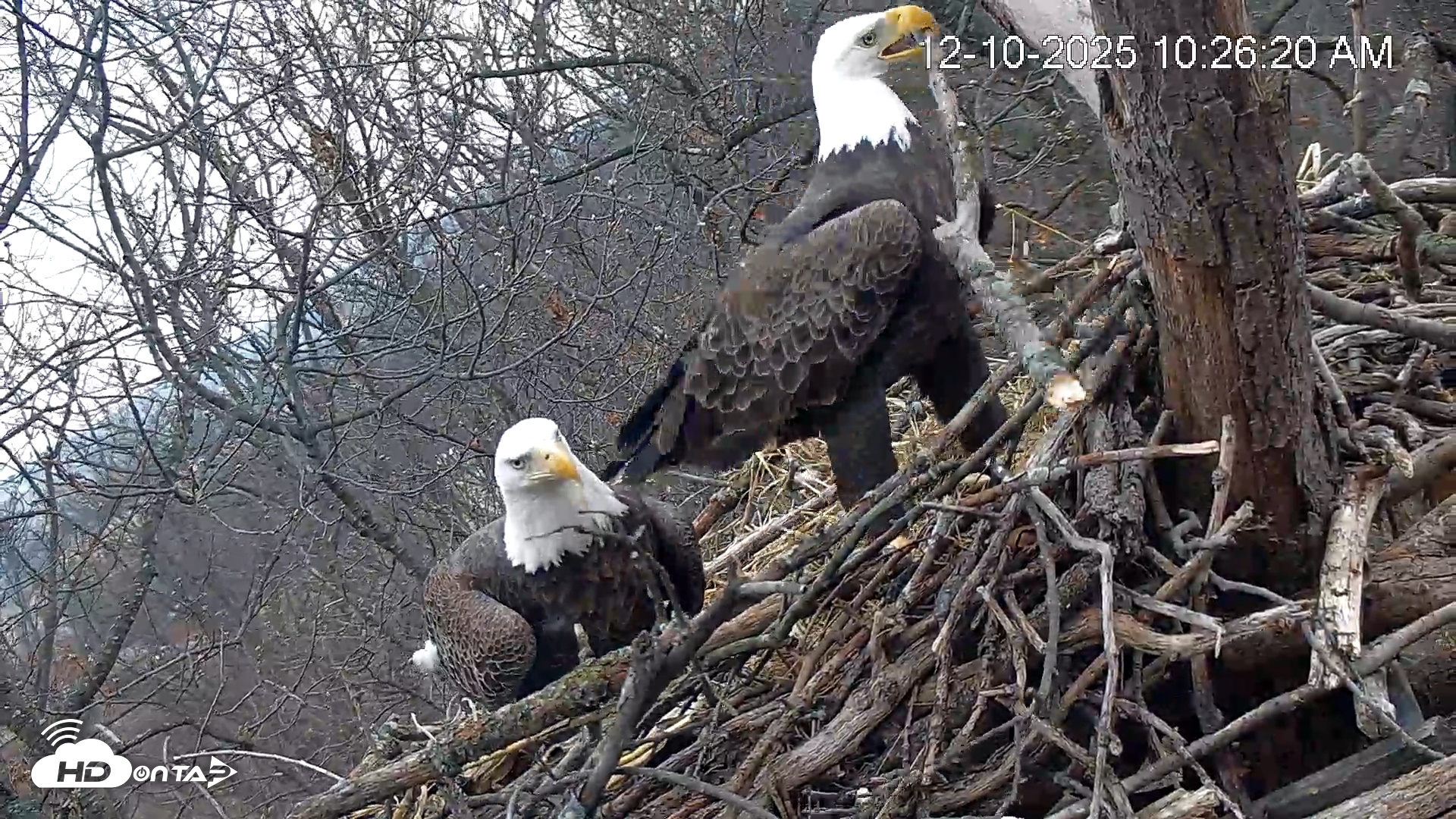 Snapshot of Hanover Eagles Live Cam taken Dec 10, 2025, 10:27am EST
