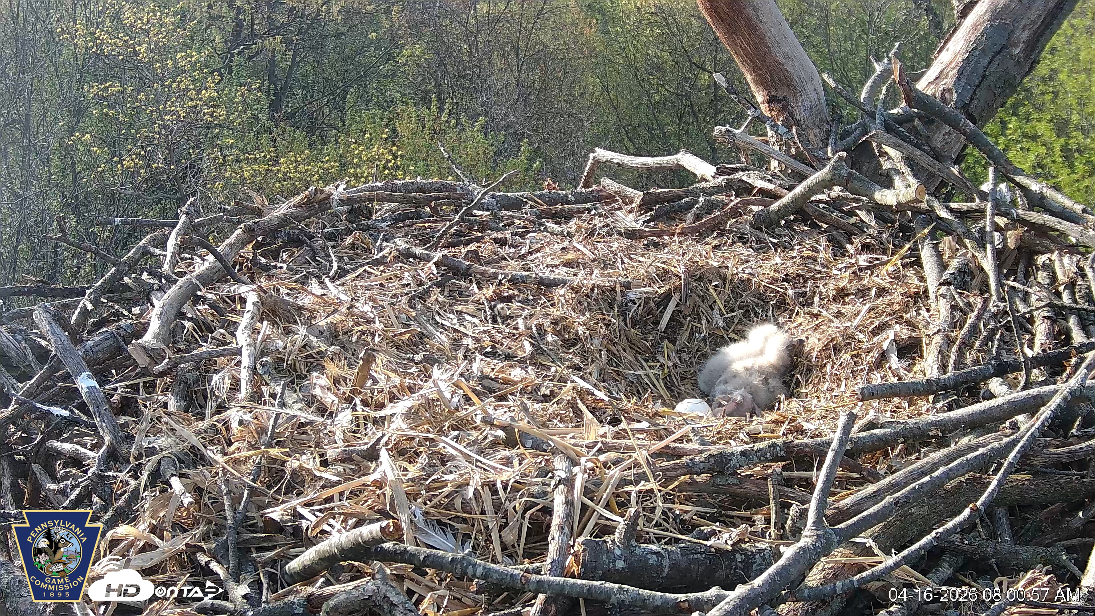 Snapshot of Hanover Eagles Live Cam taken Apr 16, 2026, 8:01am EDT