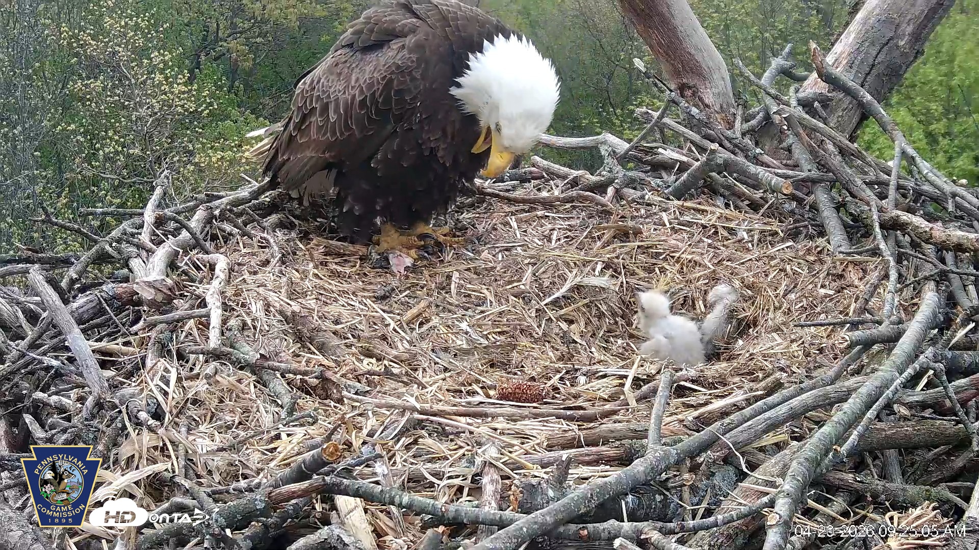 Snapshot of Hanover Eagles Live Cam taken Apr 20, 2026, 9:25am EDT
