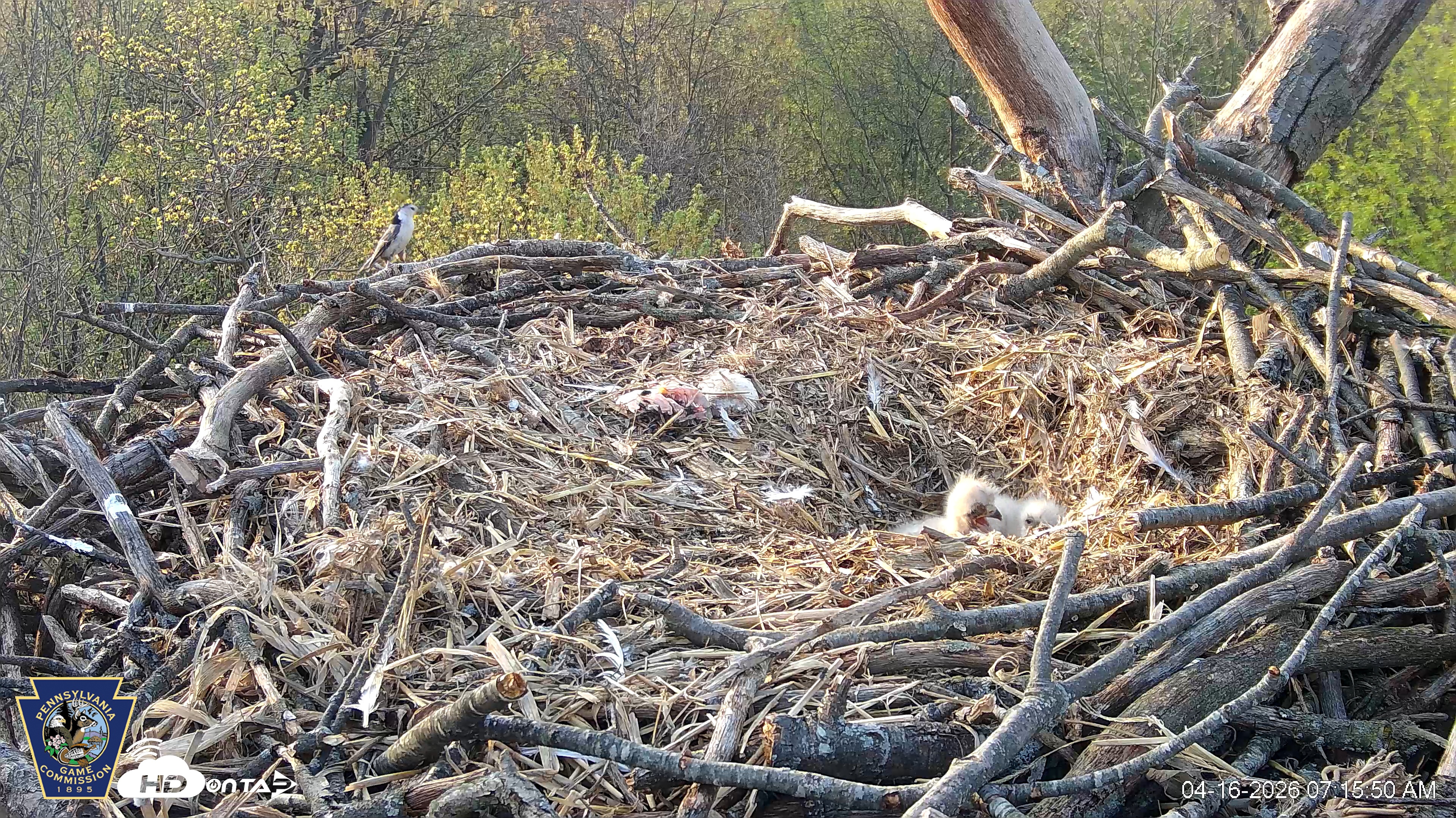 Snapshot of Hanover Eagles Live Cam taken Apr 16, 2026, 7:16am EDT