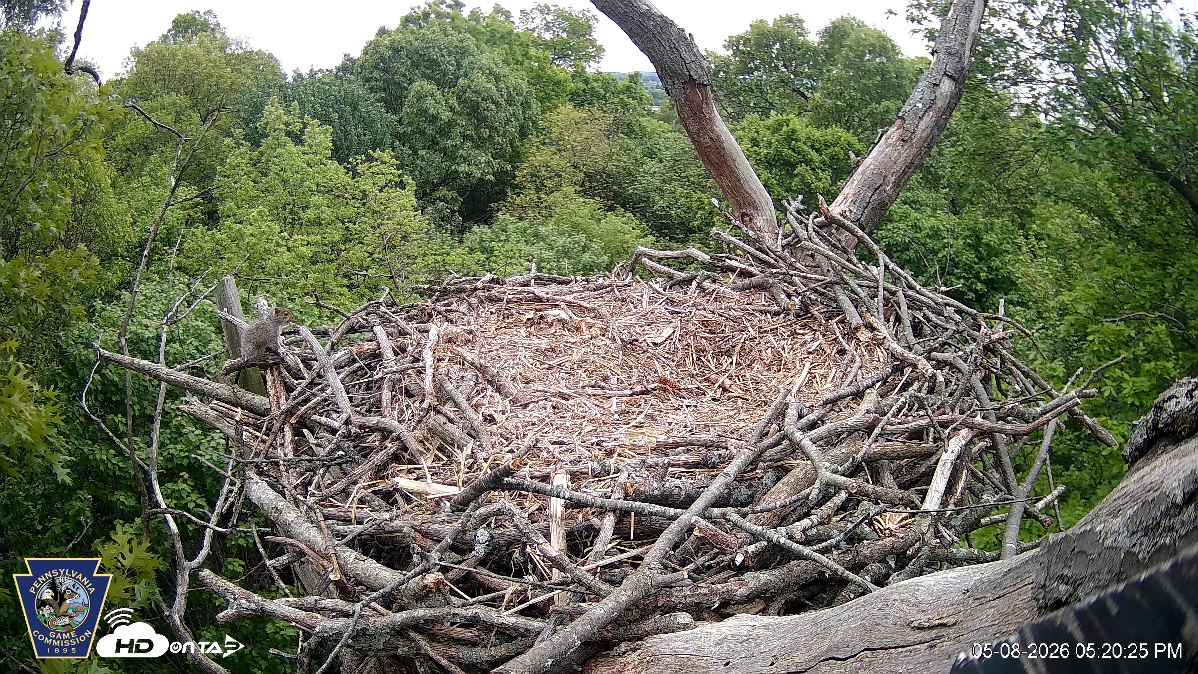 Snapshot of Hanover Eagles Live Cam taken May 8, 2026, 5:21pm EDT