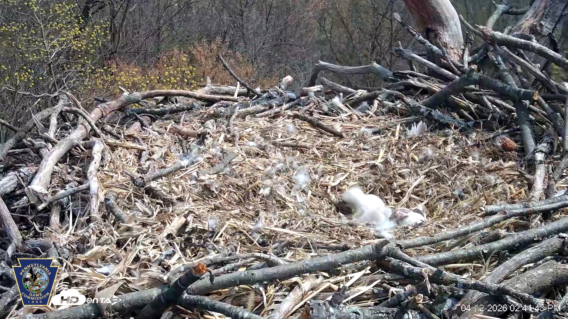 Snapshot of Hanover Eagles Live Cam taken Apr 12, 2026, 2:42pm EDT