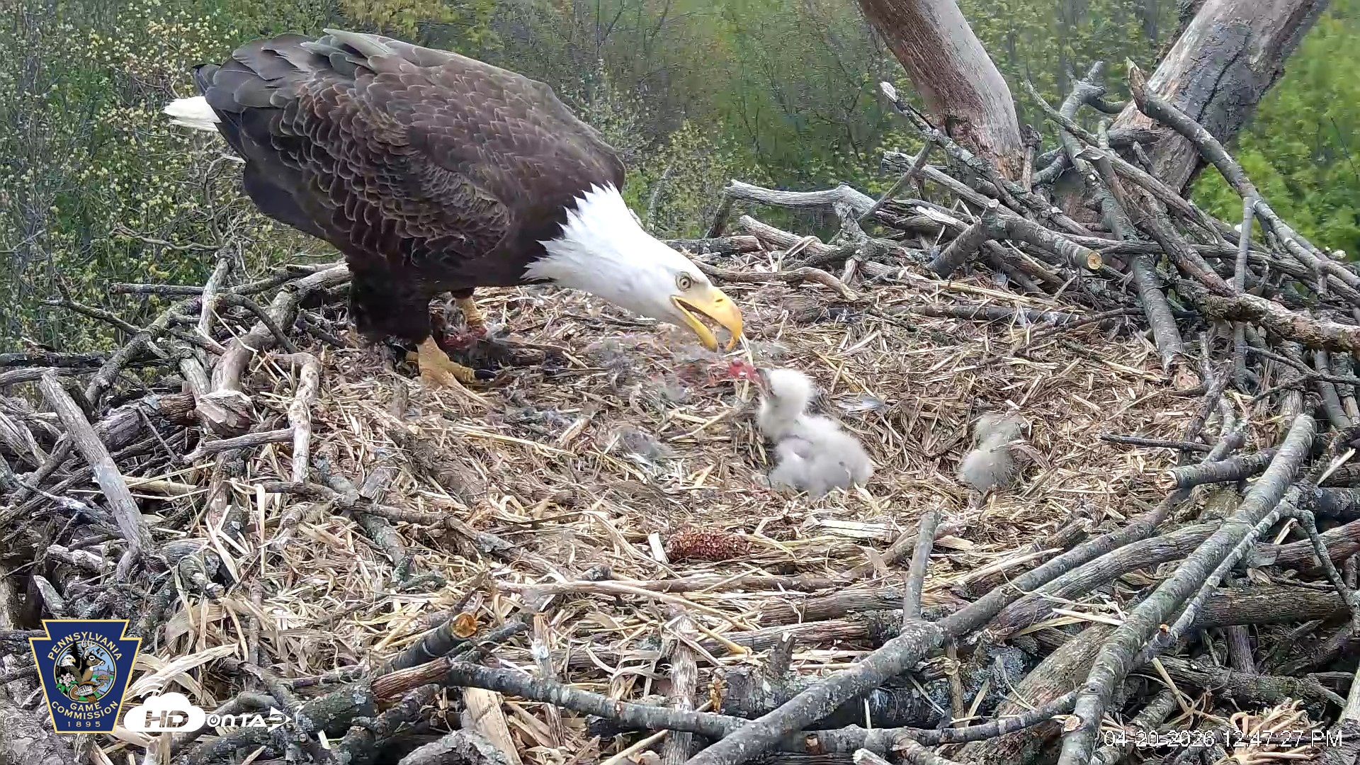 Snapshot of Hanover Eagles Live Cam taken Apr 20, 2026, 12:48pm EDT
