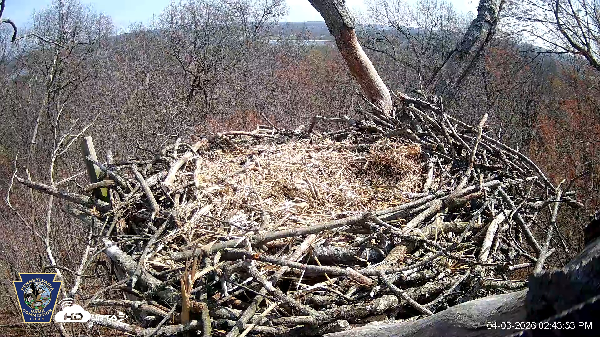Snapshot of Hanover Eagles Live Cam taken Apr 3, 2026, 2:44pm EDT