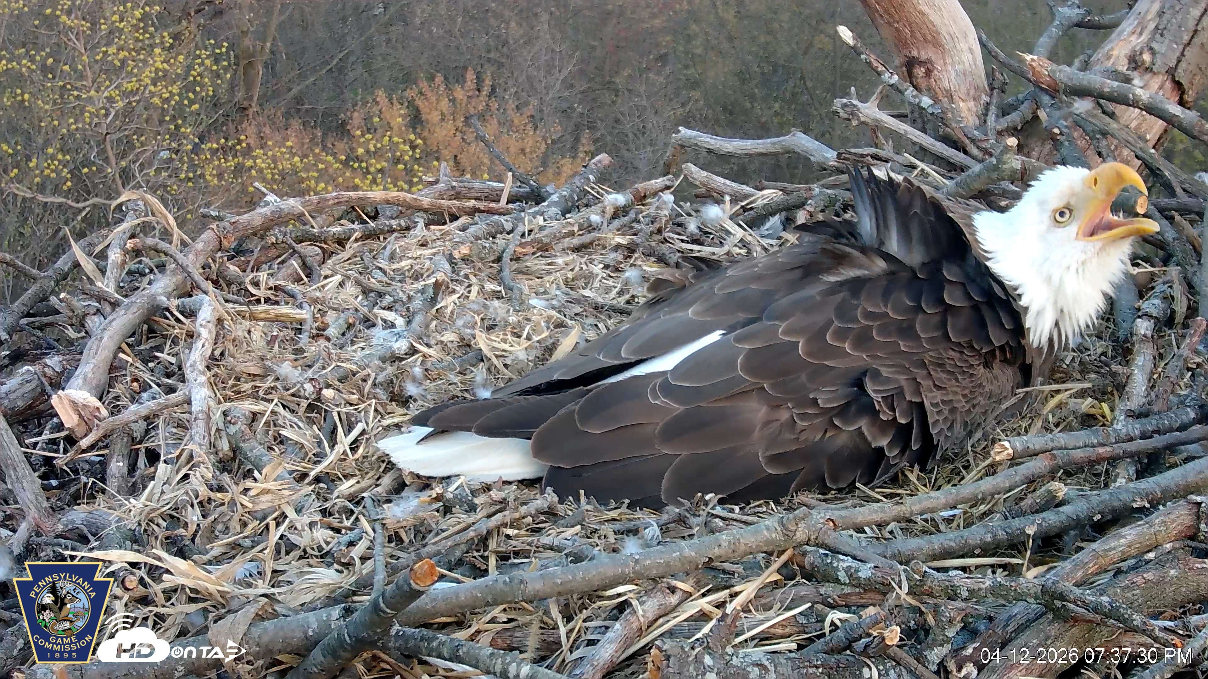 Snapshot of Hanover Eagles Live Cam taken Apr 12, 2026, 7:37pm EDT