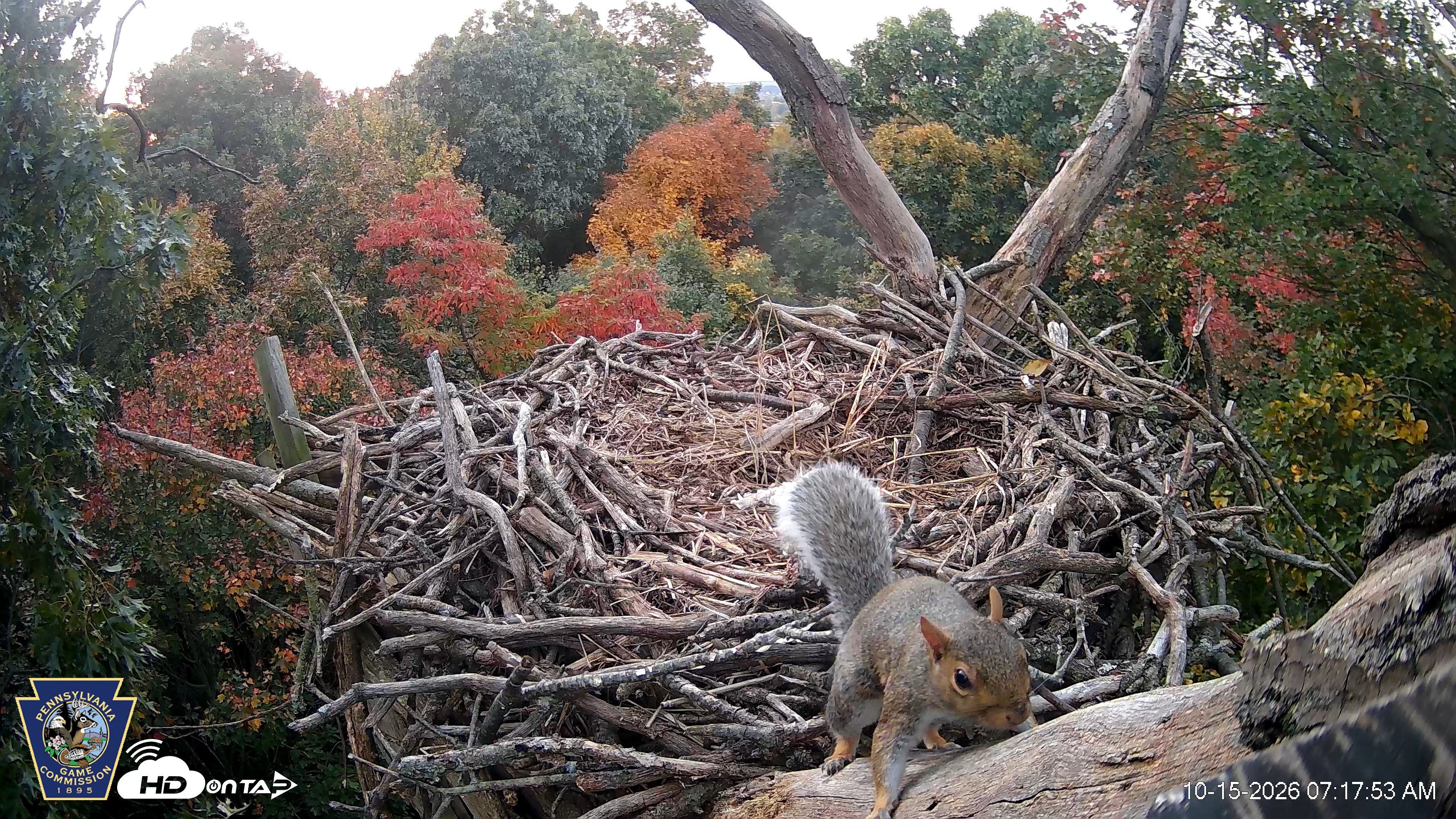 Snapshot of Hanover Eagles Live Cam taken Oct 15, 2026, 7:18am EDT