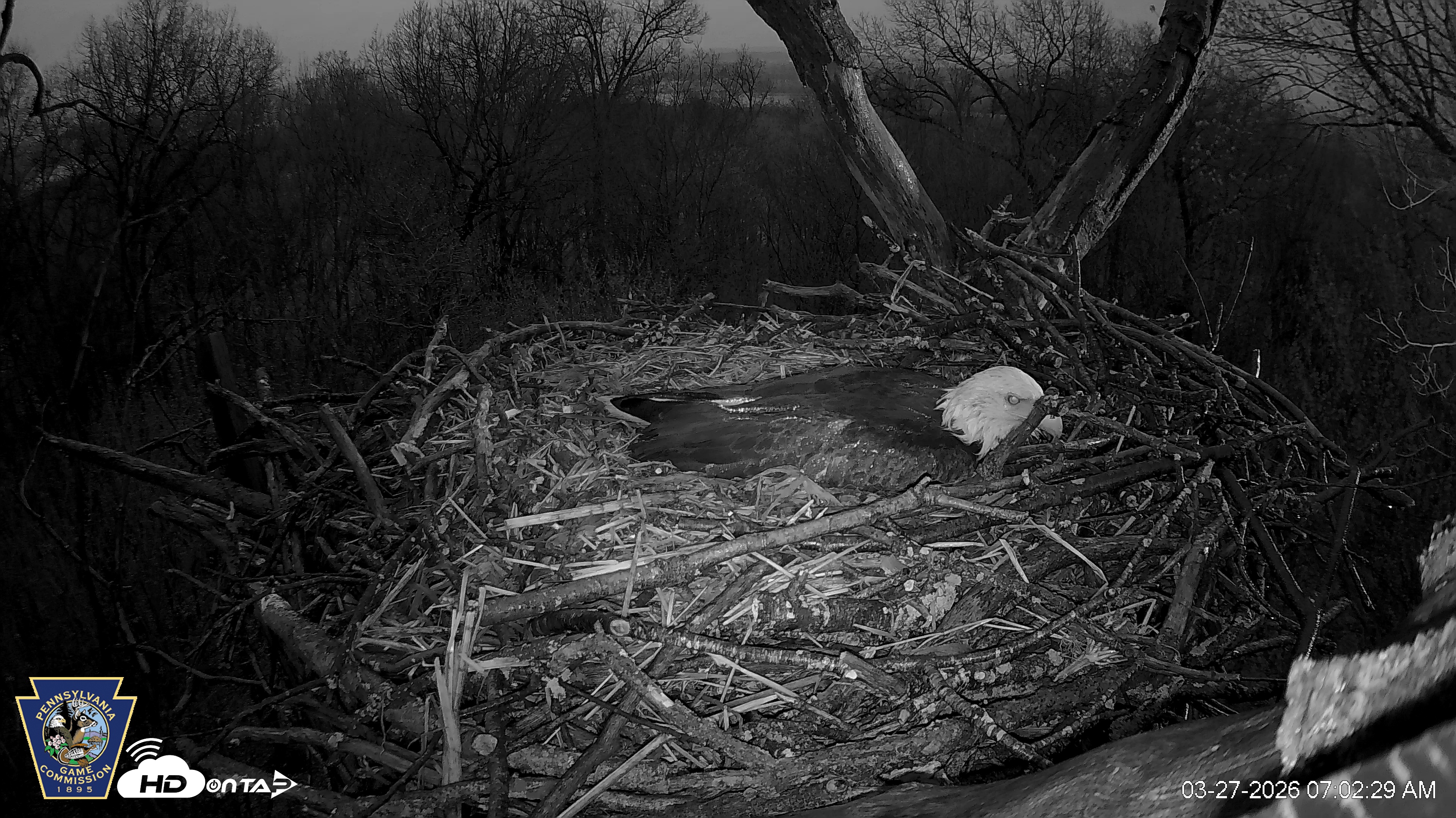 Snapshot of Hanover Eagles Live Cam taken Mar 27, 2026, 7:03am EDT