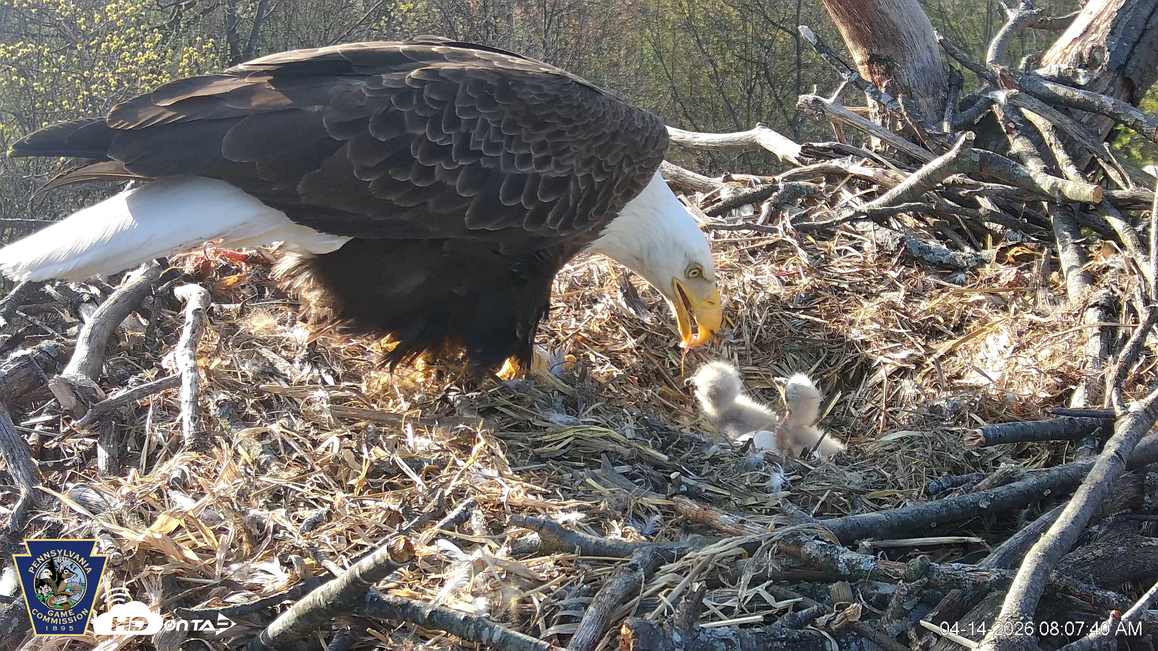 Snapshot of Hanover Eagles Live Cam taken Apr 14, 2026, 8:07am EDT