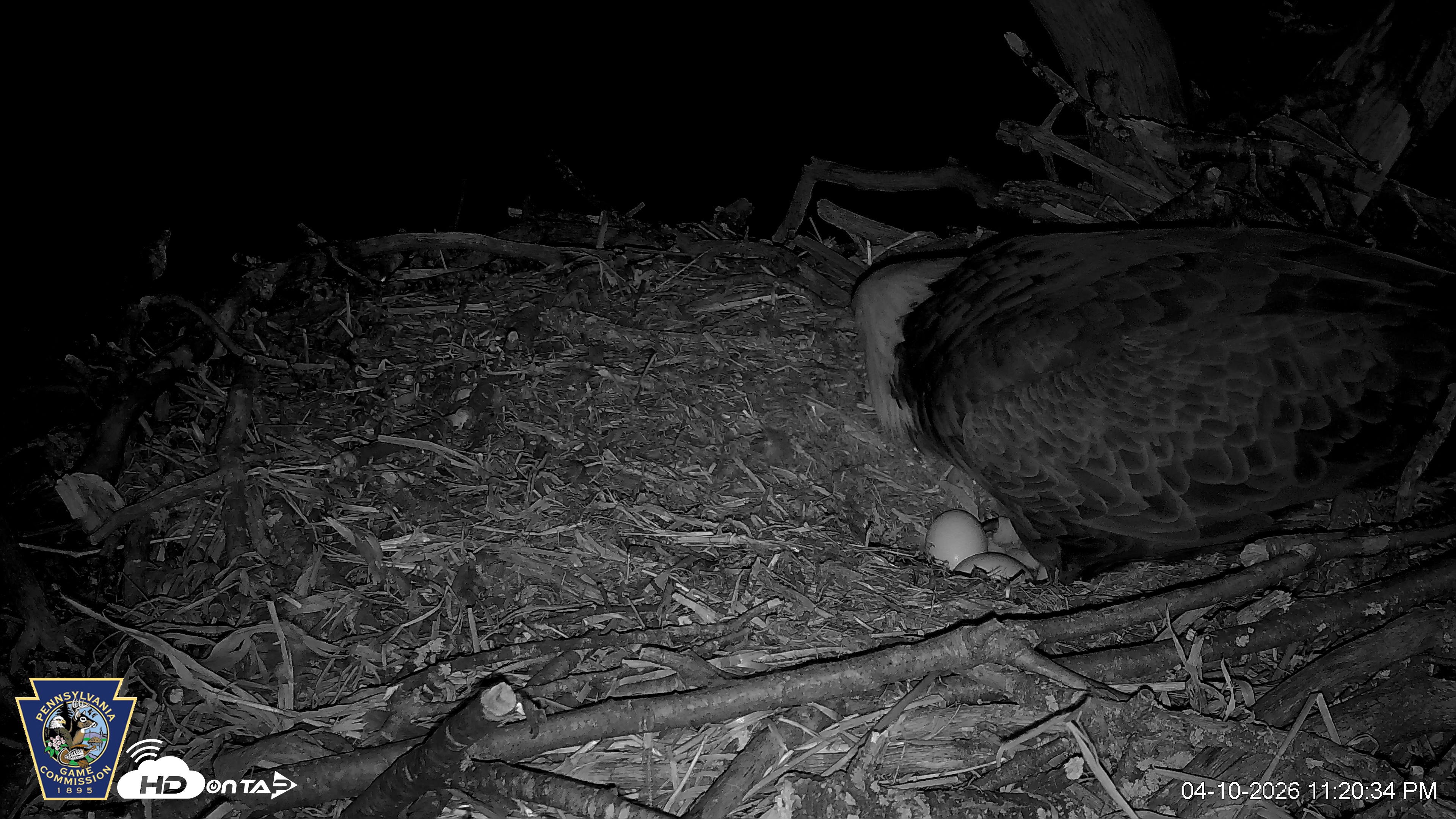 Snapshot of Hanover Eagles Live Cam taken Apr 10, 2026, 11:21pm EDT