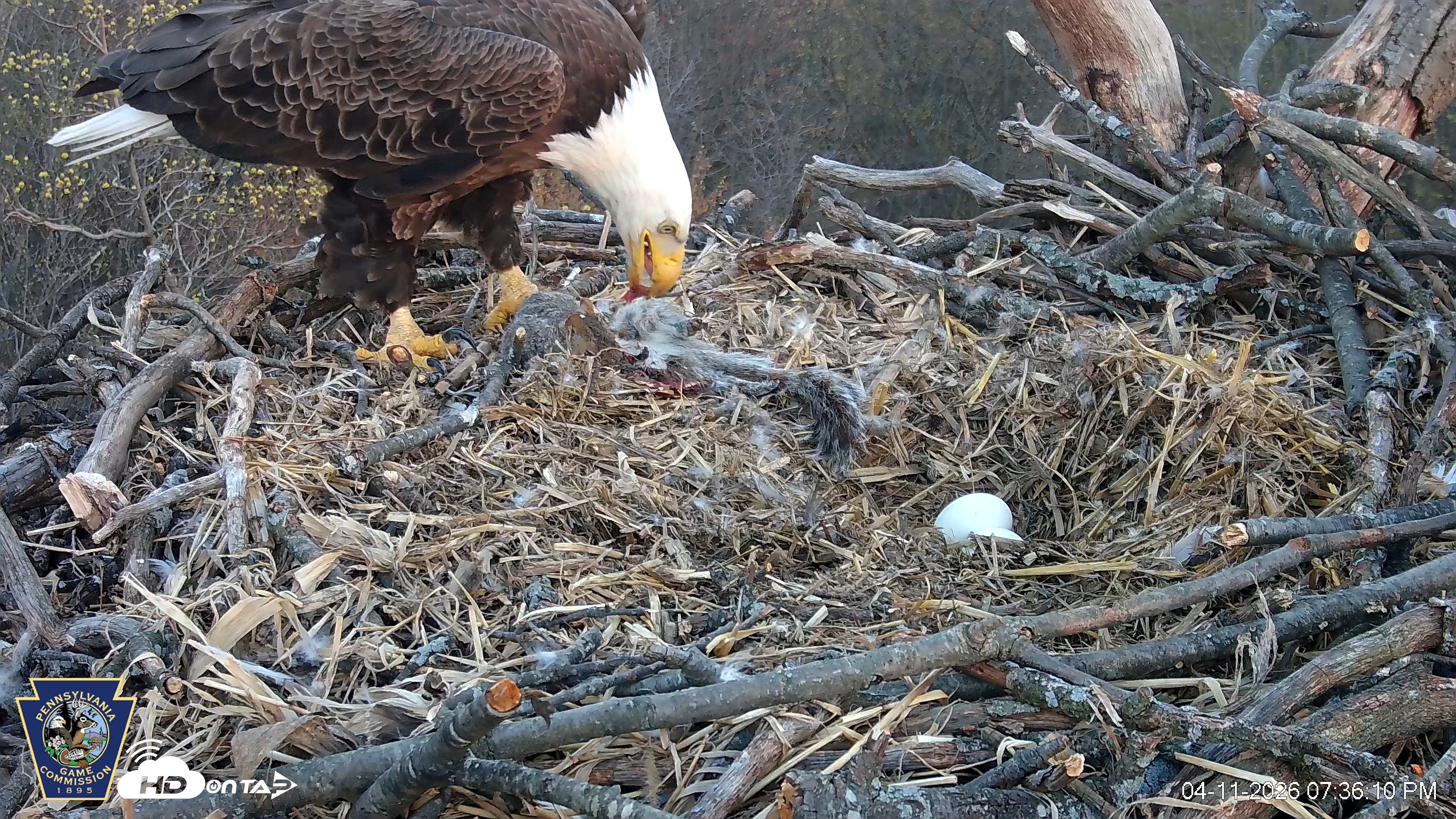 Snapshot of Hanover Eagles Live Cam taken Apr 11, 2026, 7:36pm EDT