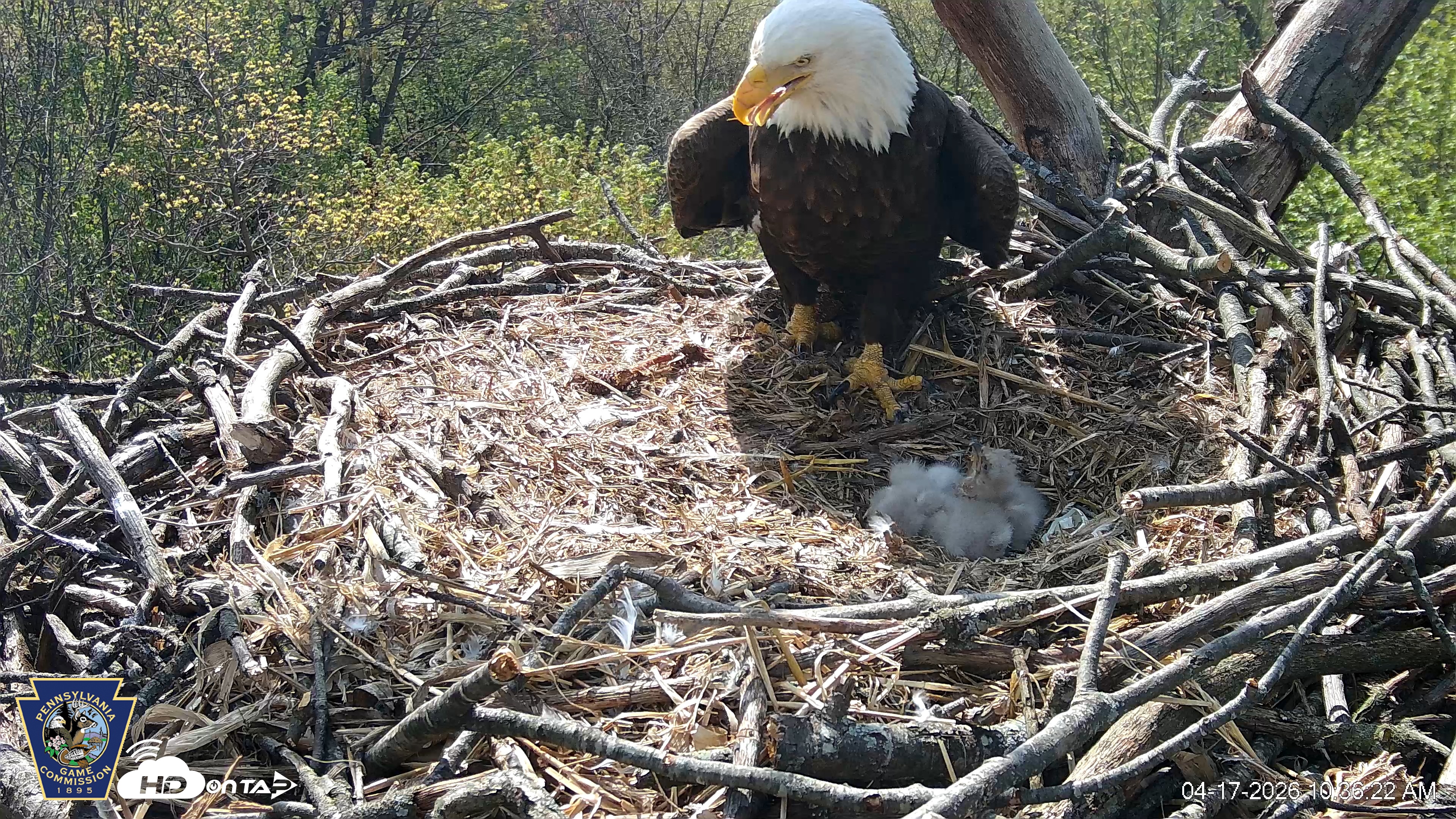 Snapshot of Hanover Eagles Live Cam taken Apr 17, 2026, 10:37am EDT