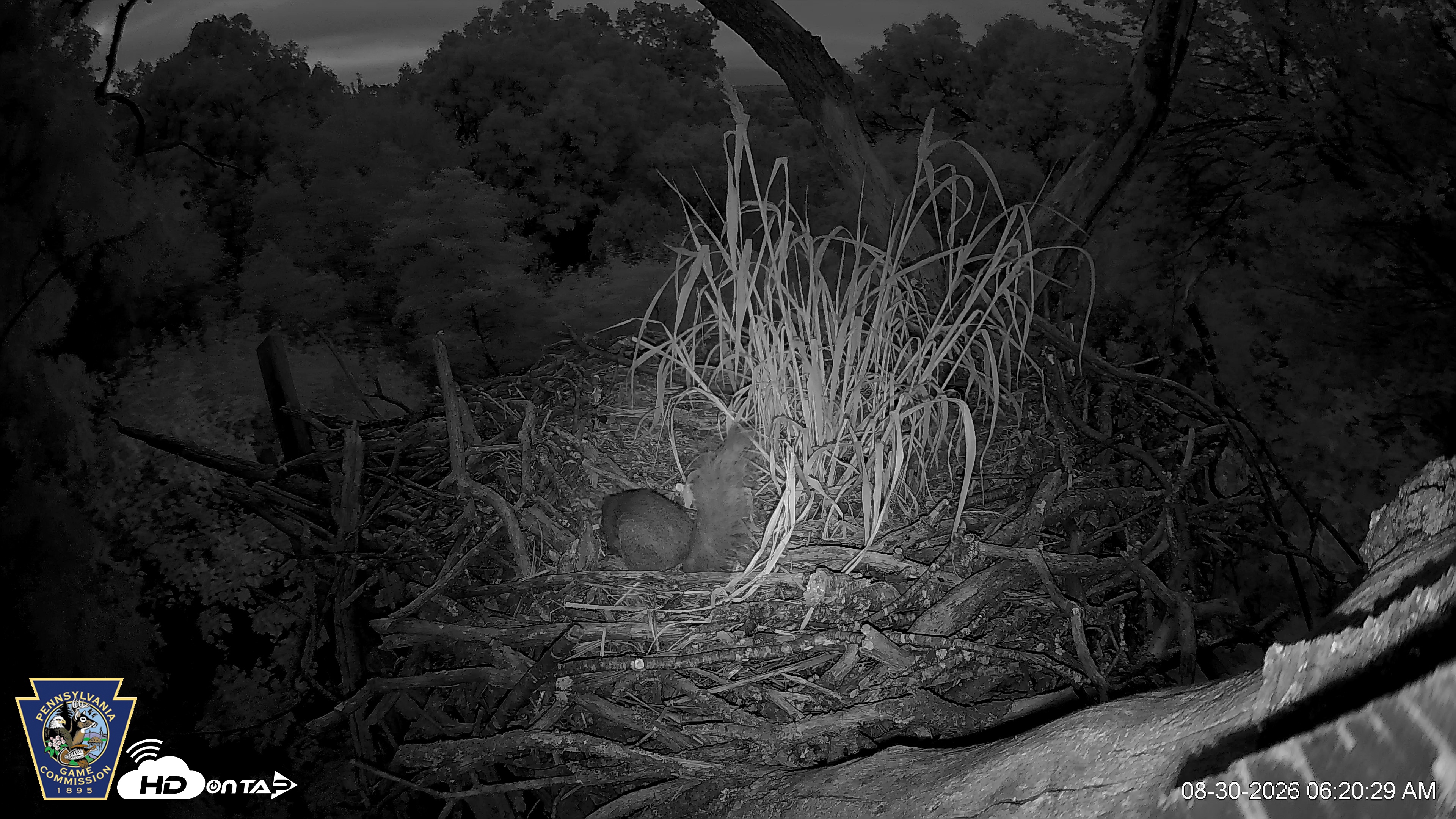 Snapshot of Hanover Eagles Live Cam taken Aug 30, 2026, 6:21am EDT